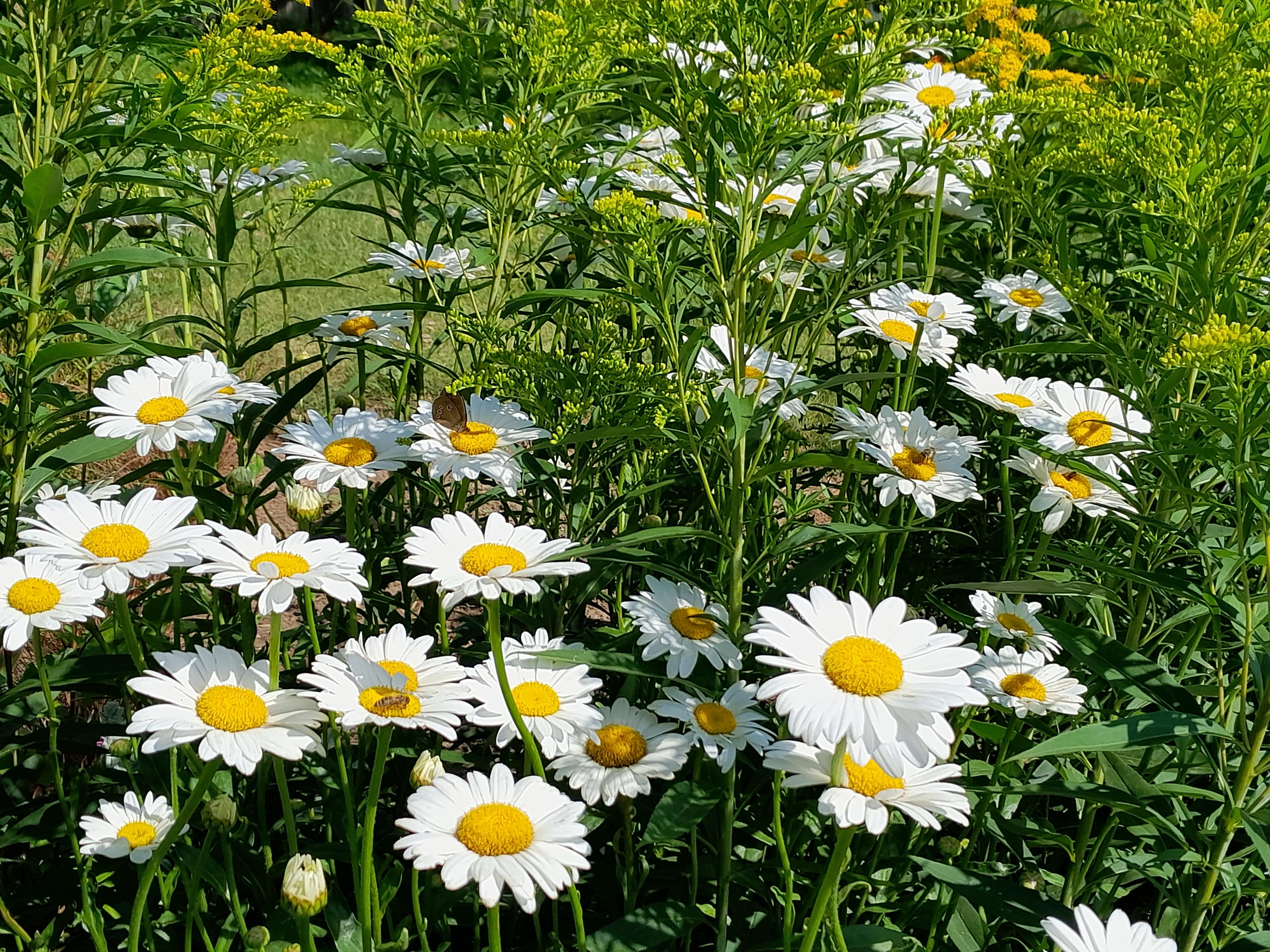 Zahradní návrhy Jana Macková foto 2