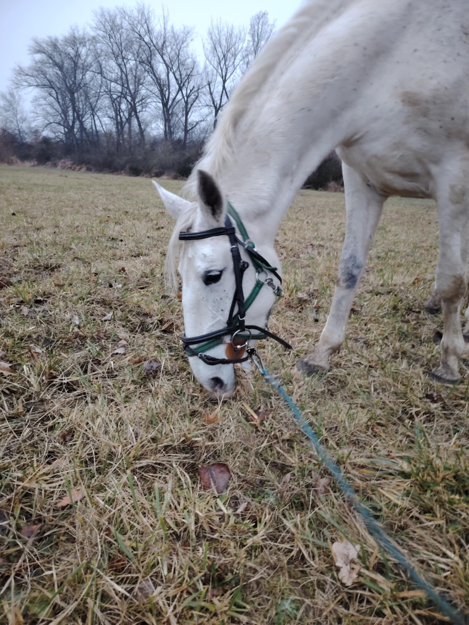 Šokland pastviny pro volný chov foto 2