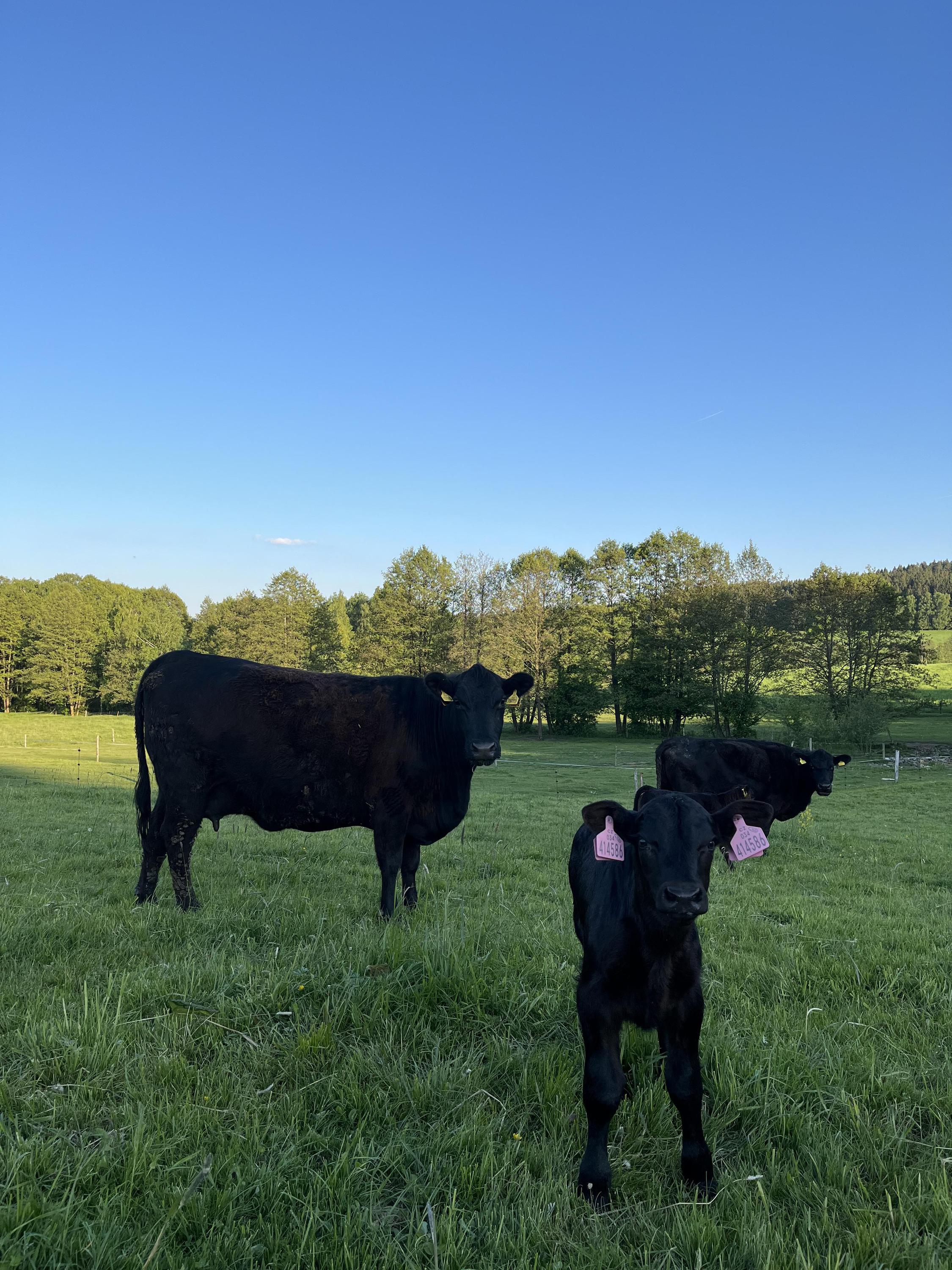 Rodinná BIO Farma U Jakuba foto 4