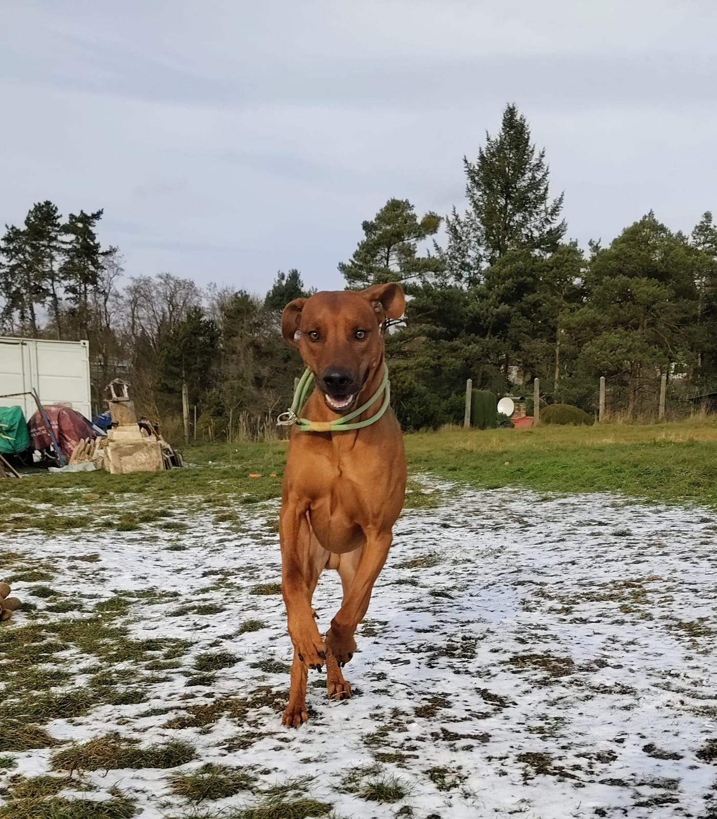 Psí hotel Dog house foto 4