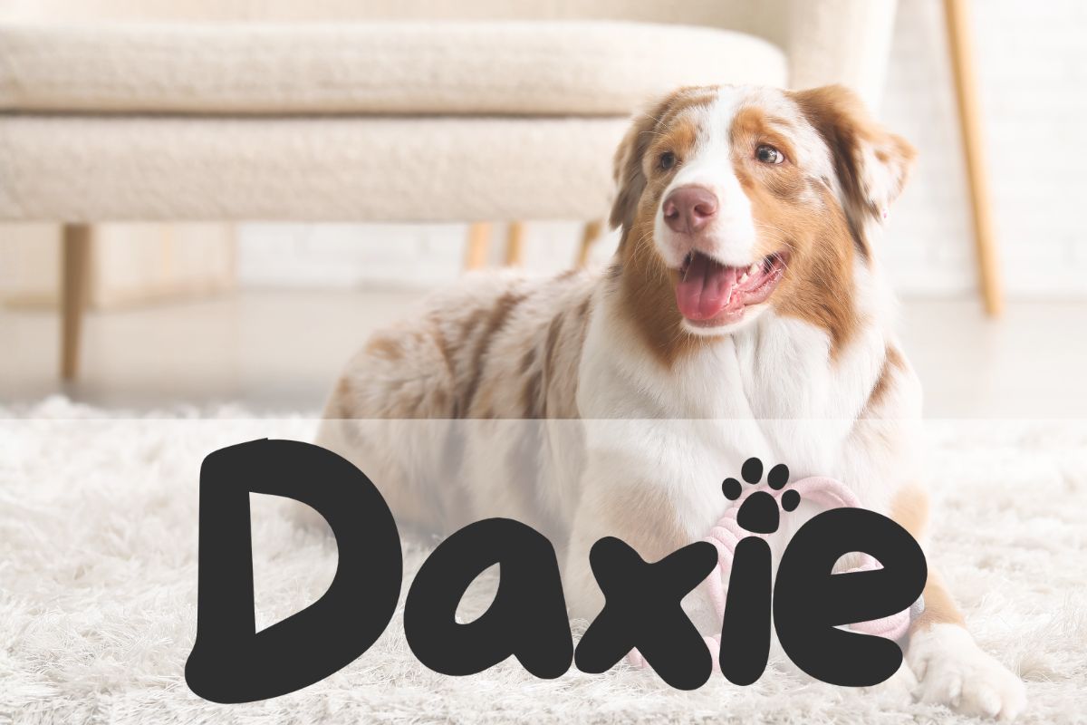 Daxie.cz foto 2