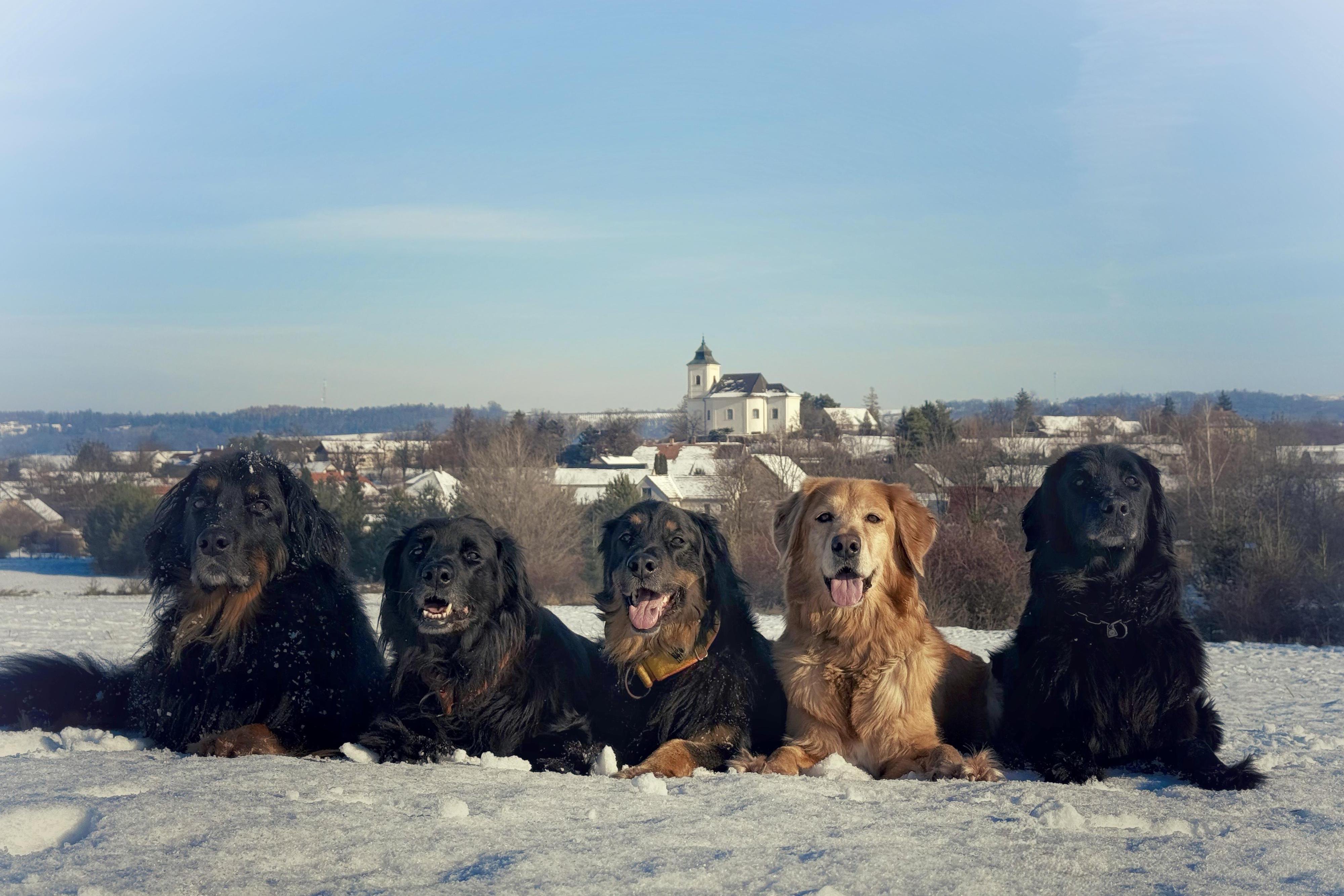 Hlídání a výcvik psů Kristýna Banertová