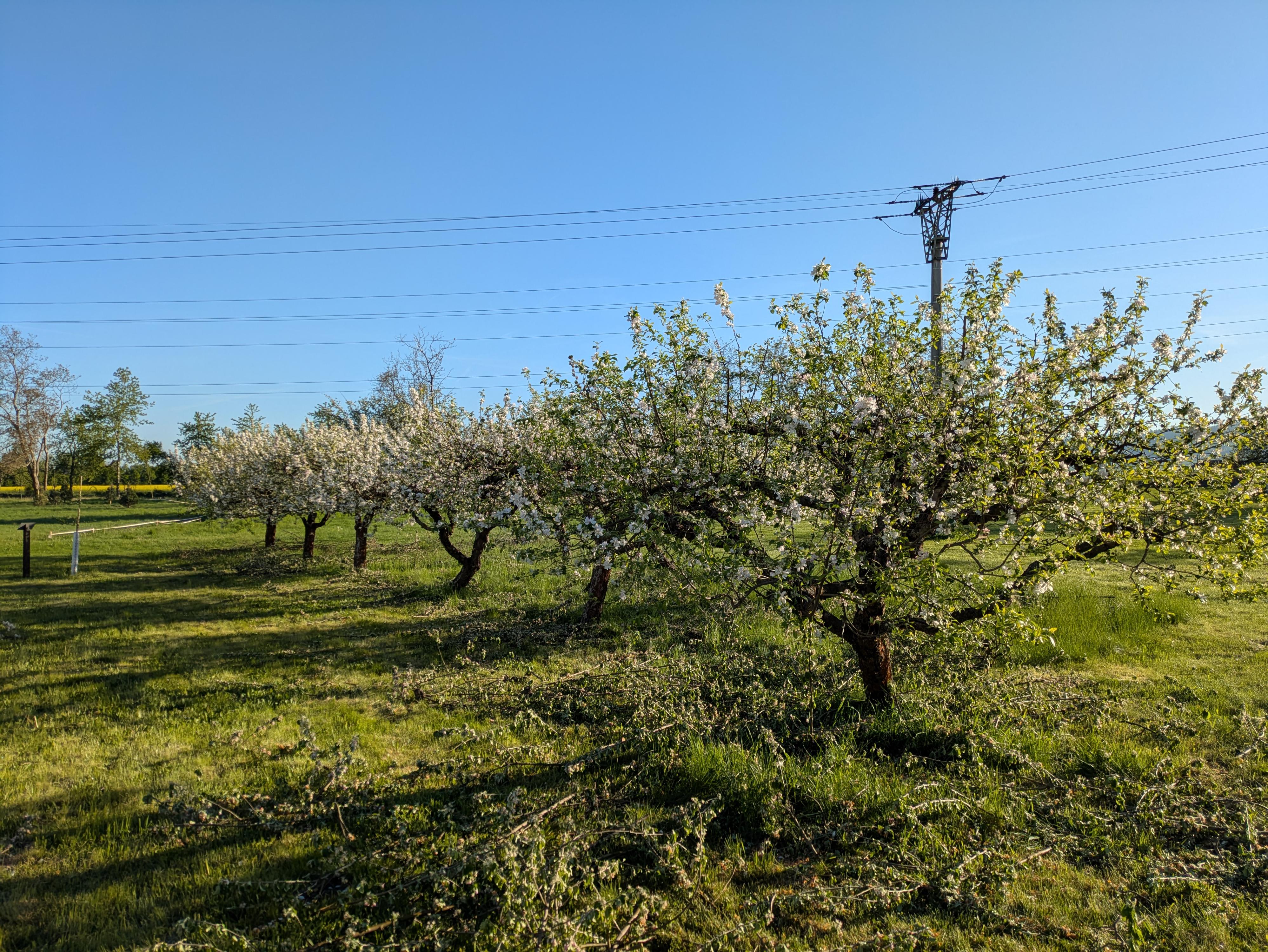 Rodinný sadař - Bc. Tomáš Marek foto 5