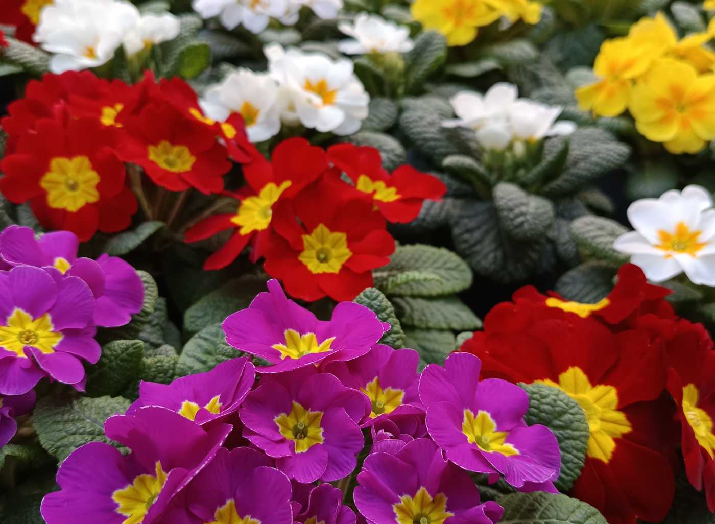 Zahradnické centrum Jelínek foto 2