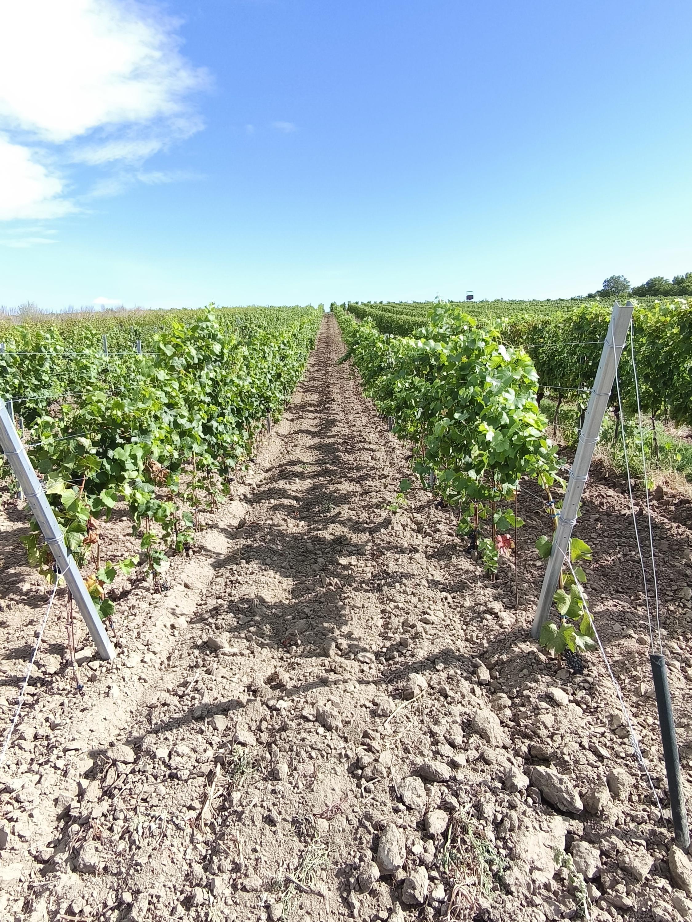 Vinařský penzion Přední Hora - vinný sklep foto 5