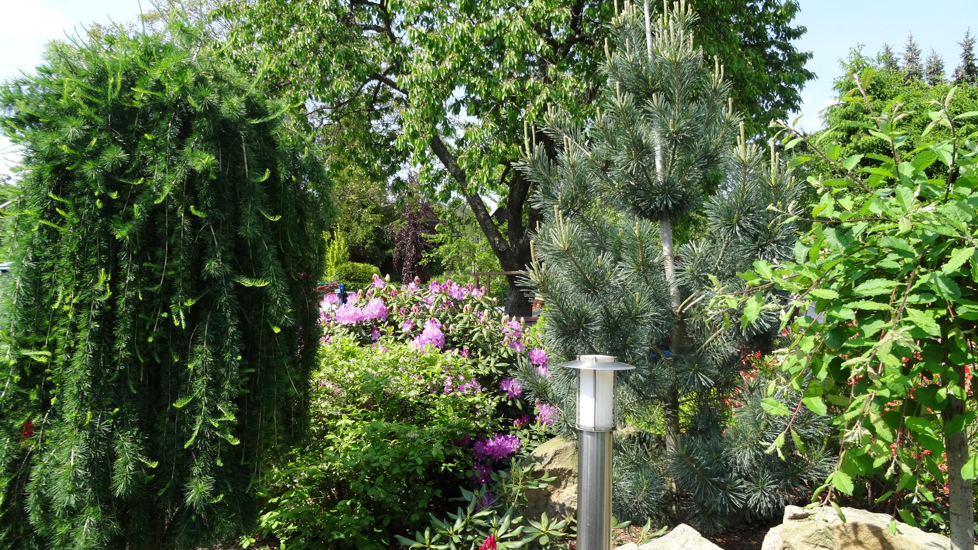 Ing. Jaroslav Míček - Persika foto 2