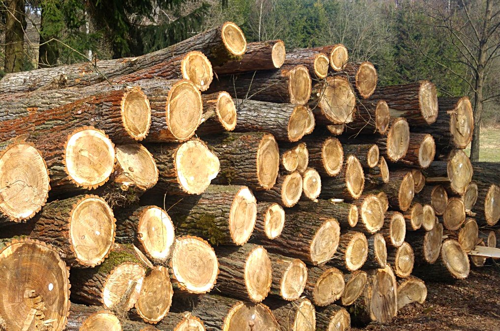 OPERA SILVATICA foto 2