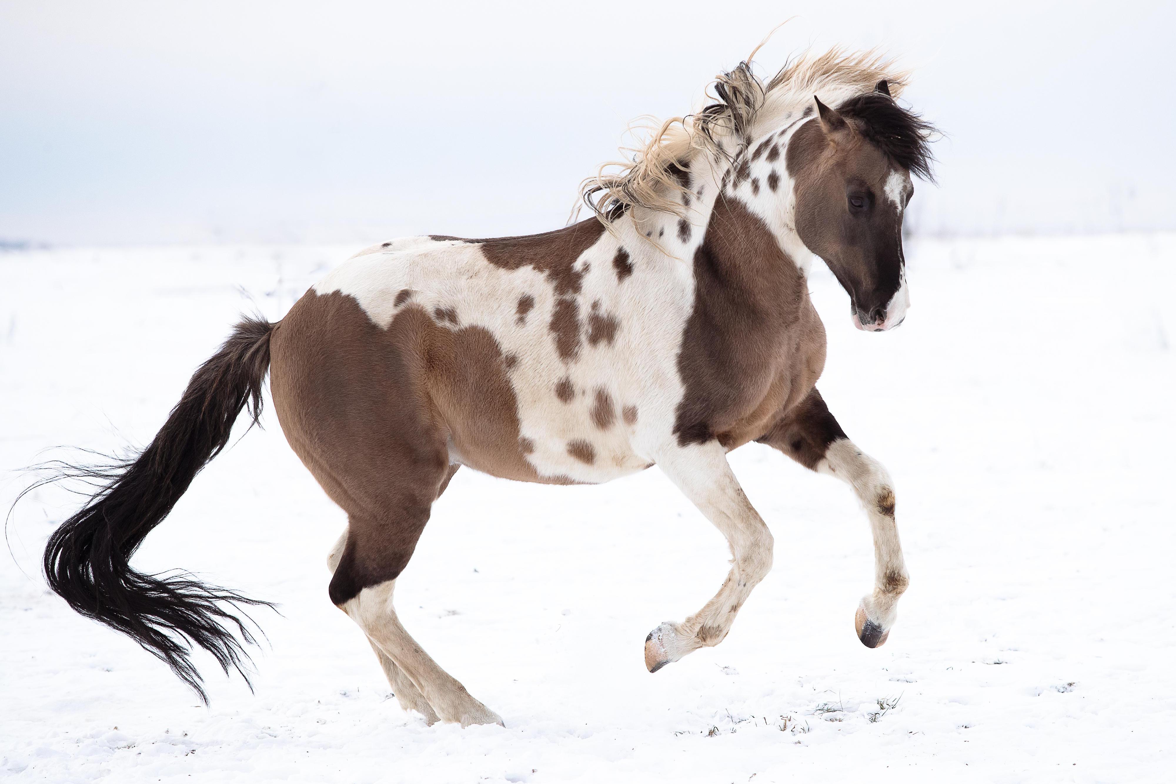 Ranch 3R - Bueno Cherokee s.r.o.