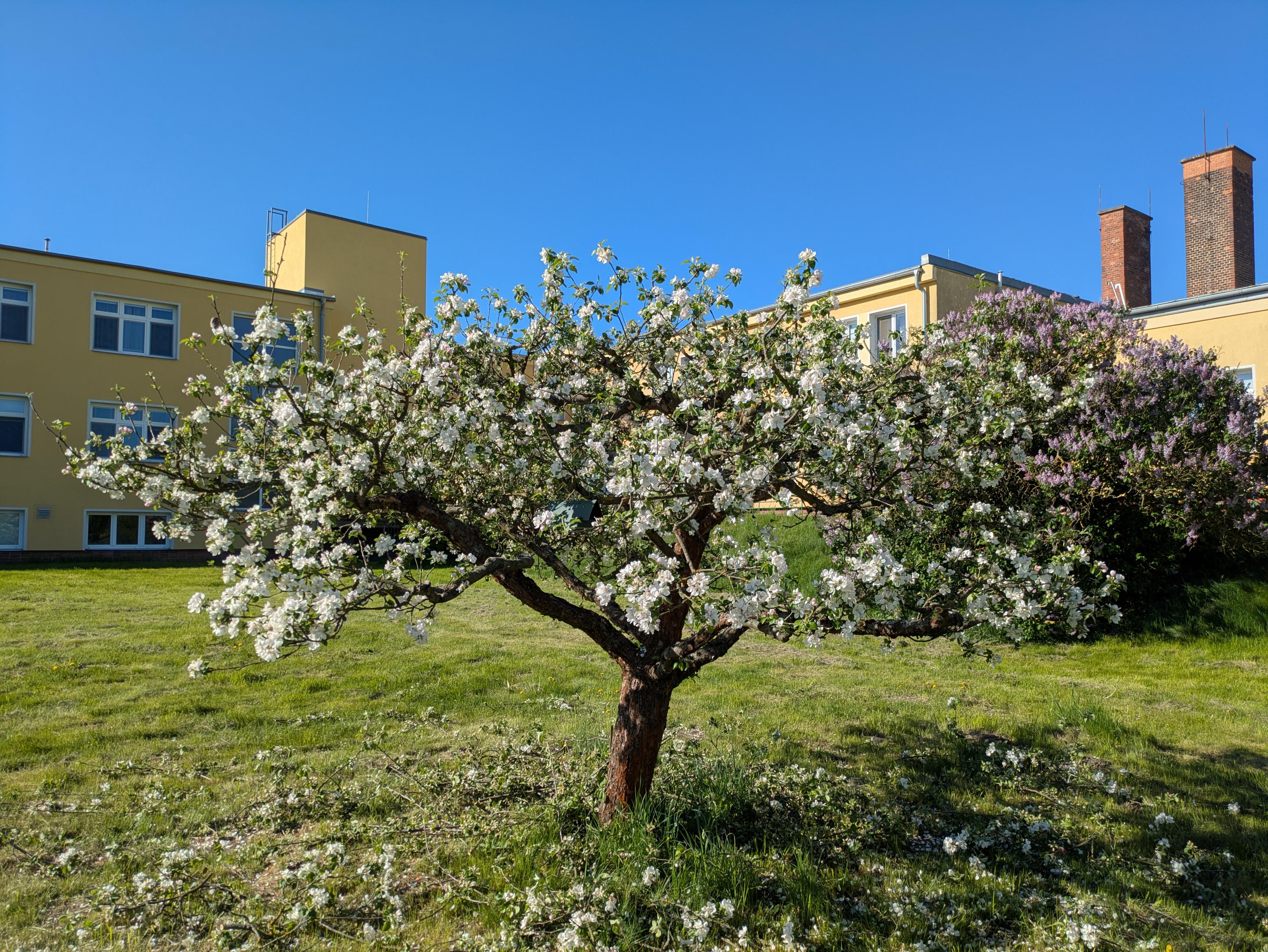 Rodinný sadař - Bc. Tomáš Marek foto 2