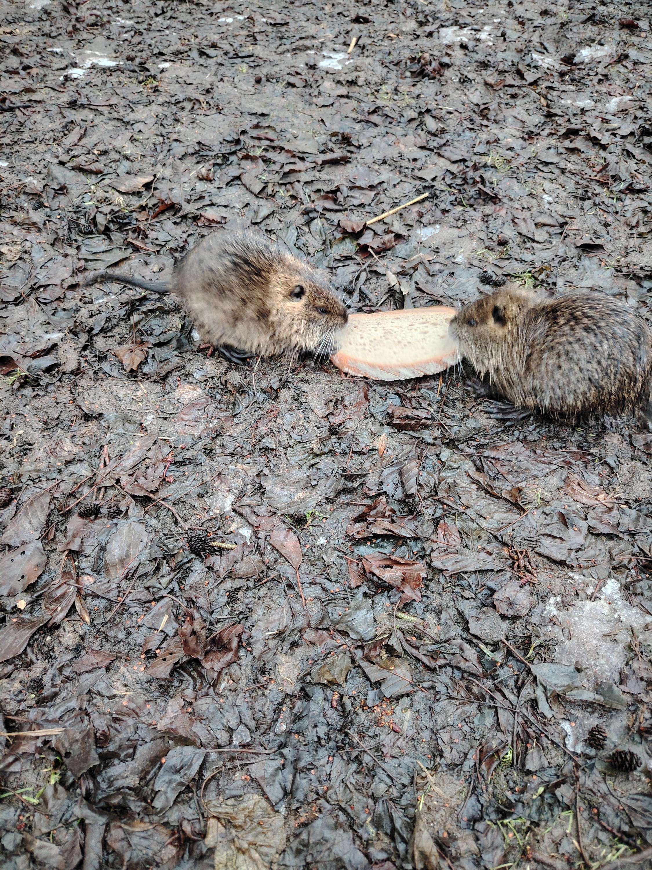 Šokland pastviny pro volný chov foto 4