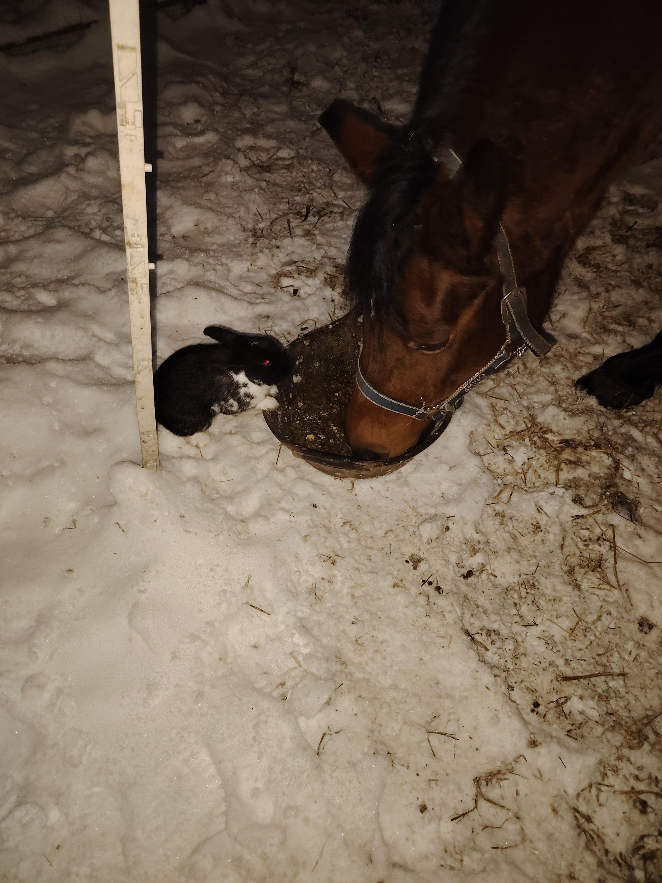 Šokland pastviny pro volný chov foto 5