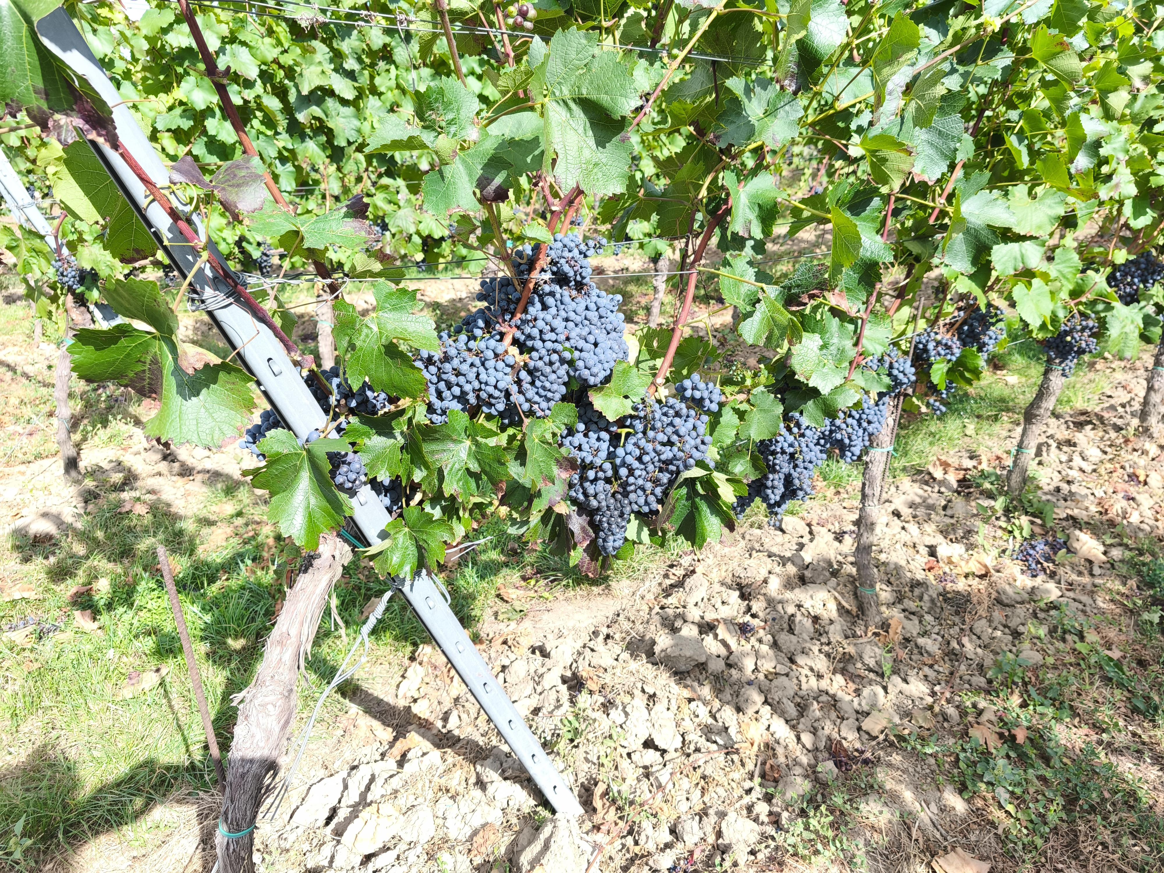 Vinařský penzion Přední Hora - vinný sklep foto 4