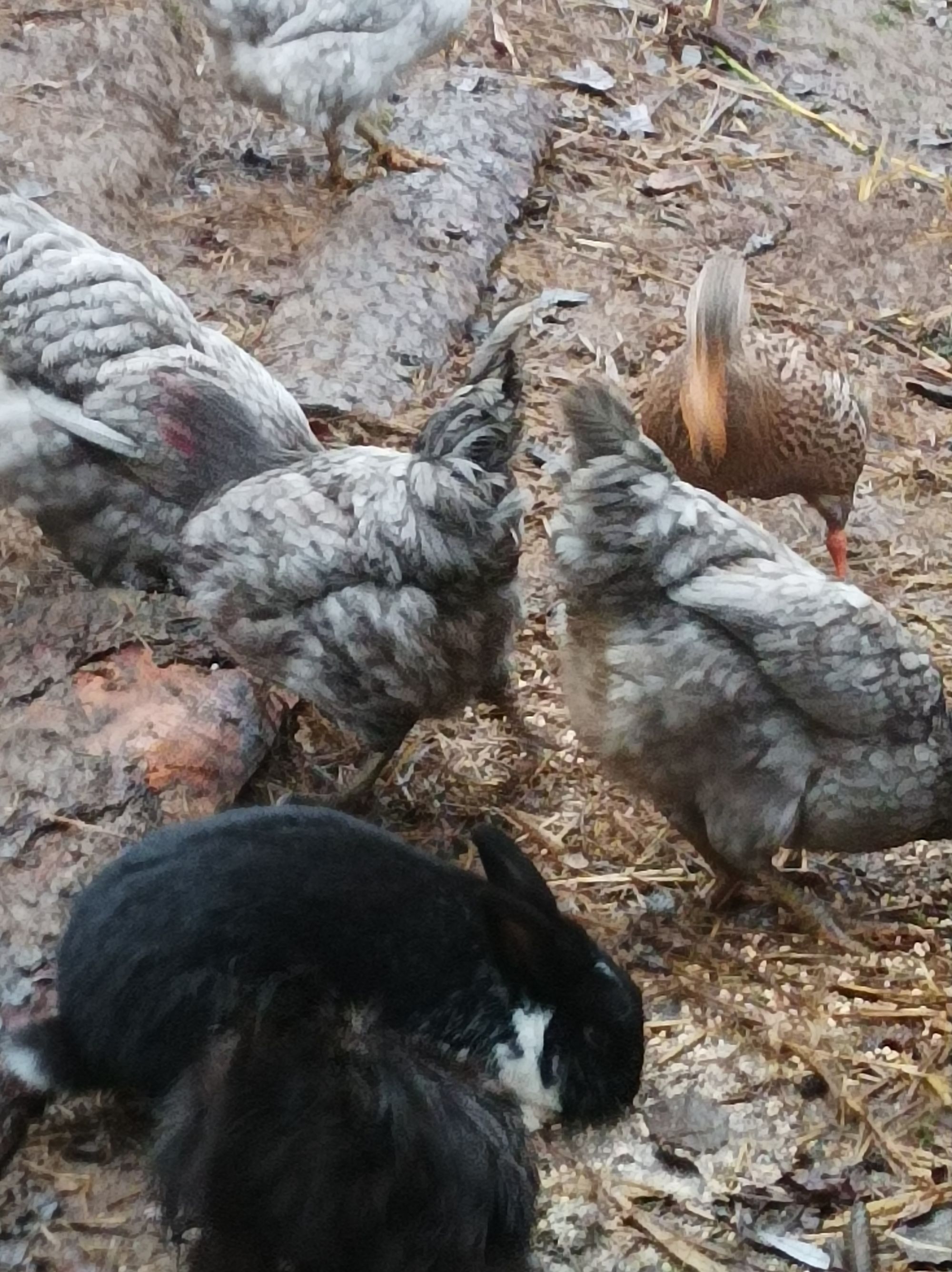 Šokland foto 4