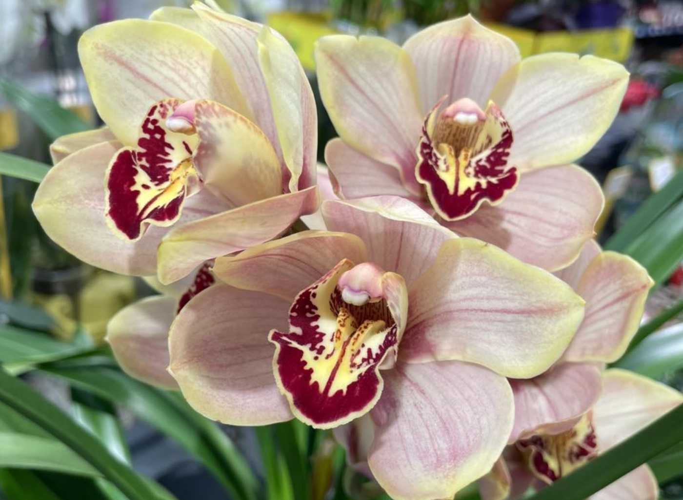 Zahradnické centrum Jelínek foto 3