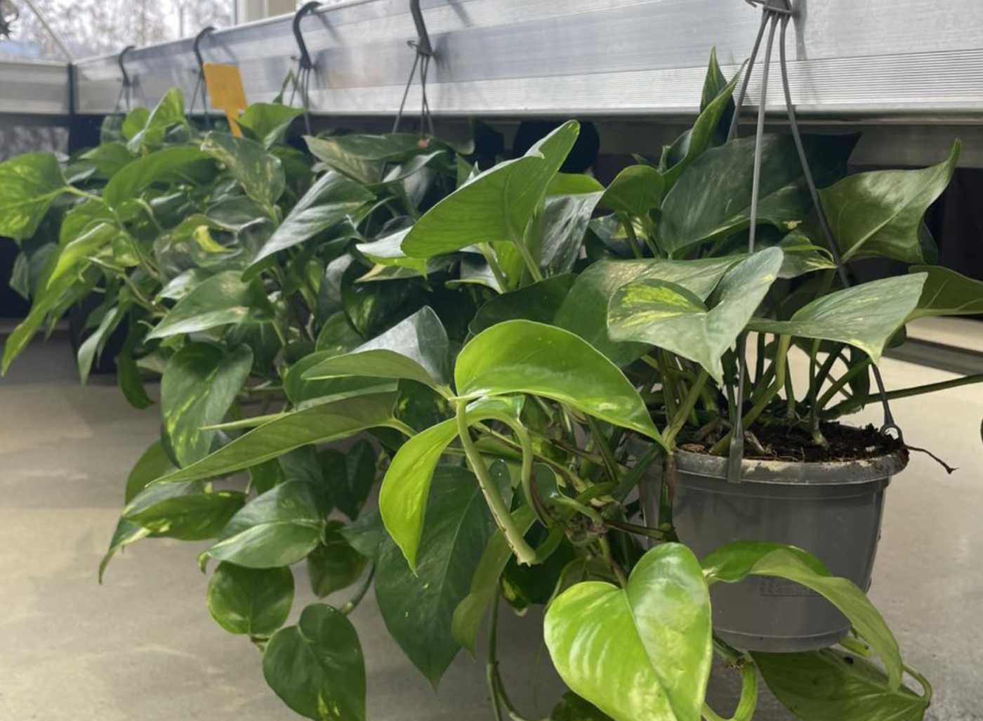 Zahradnické centrum Jelínek foto 4