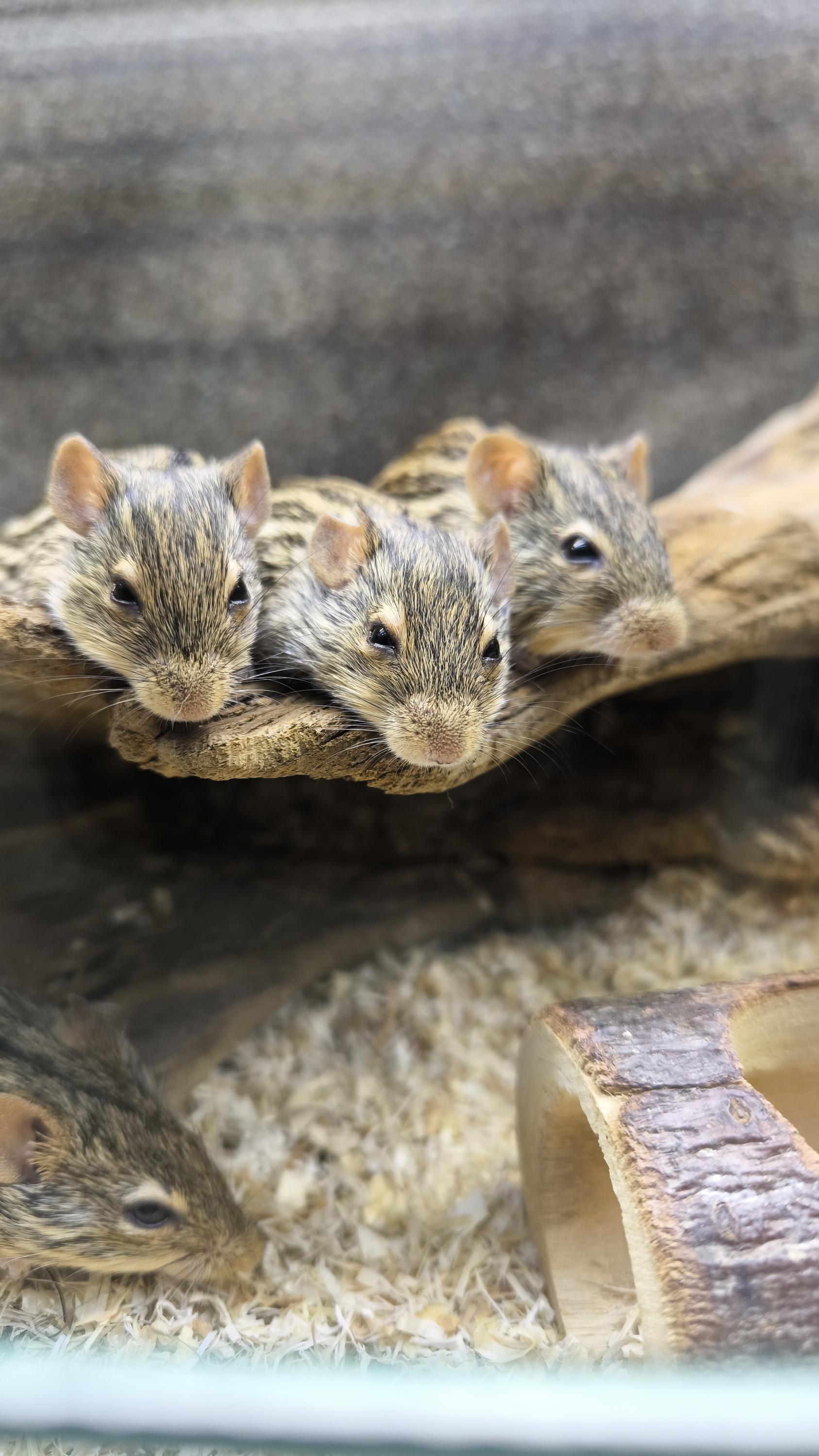 Dům dětí a mládeže, Přírodovědné centrum foto 6