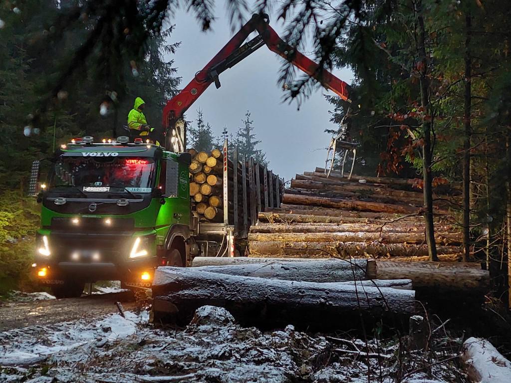 OPERA SILVATICA foto 5