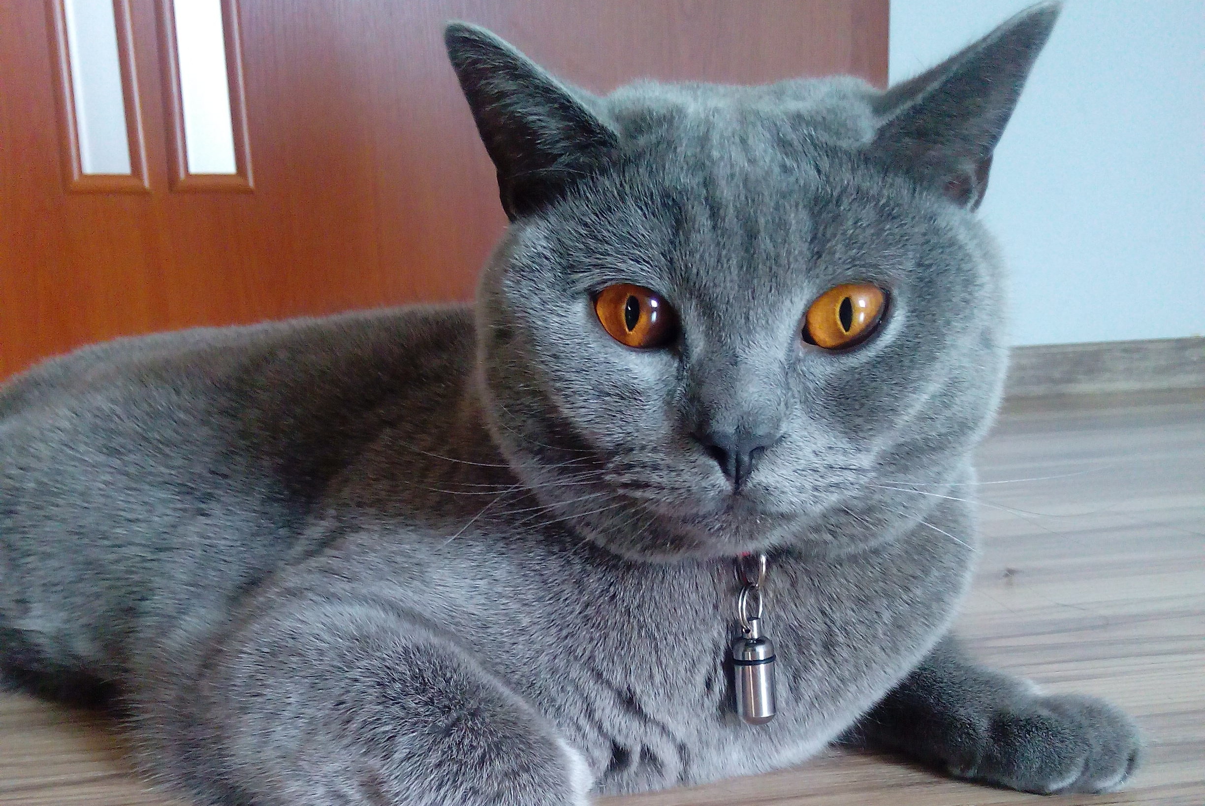 Hlídání koček a malých domácích mazlíčků