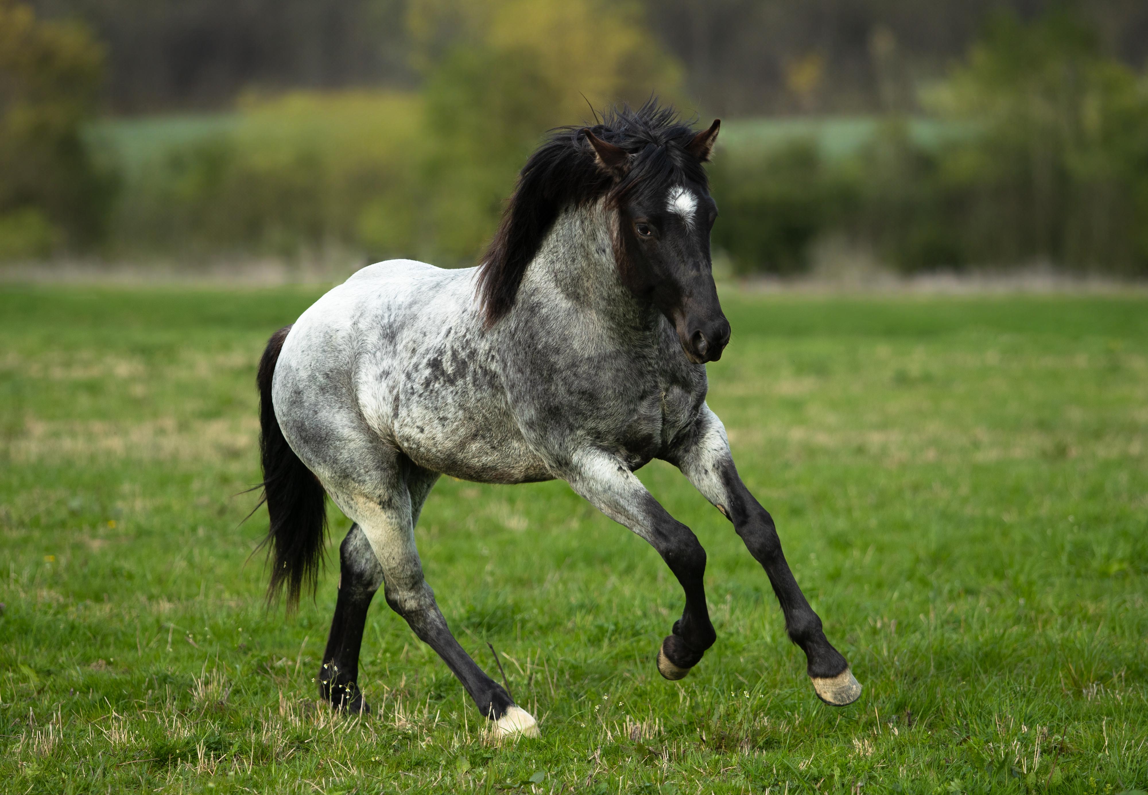 Ranch 3R - Bueno Cherokee s.r.o. foto 3