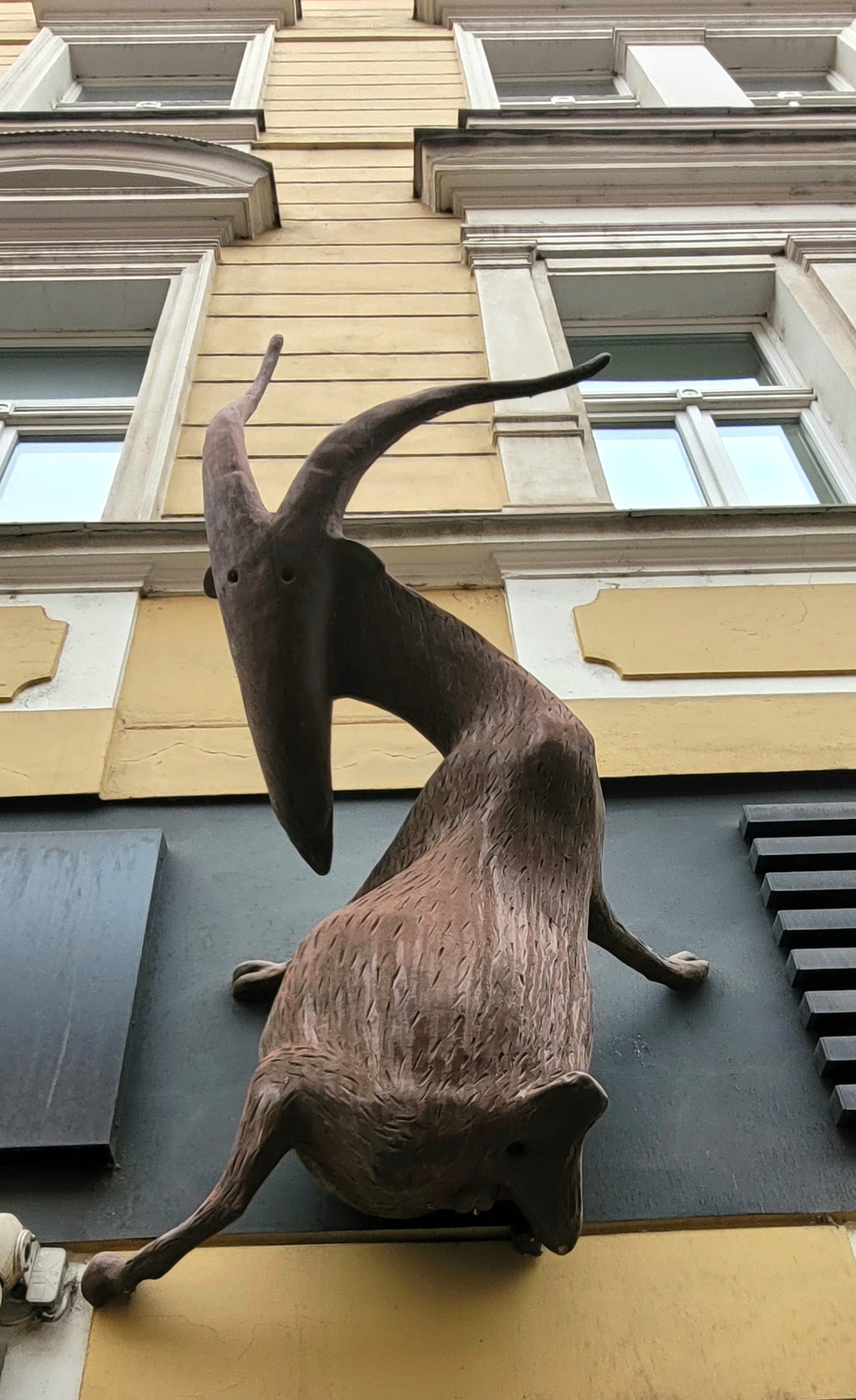 Žebeerková Kozlovna foto 4