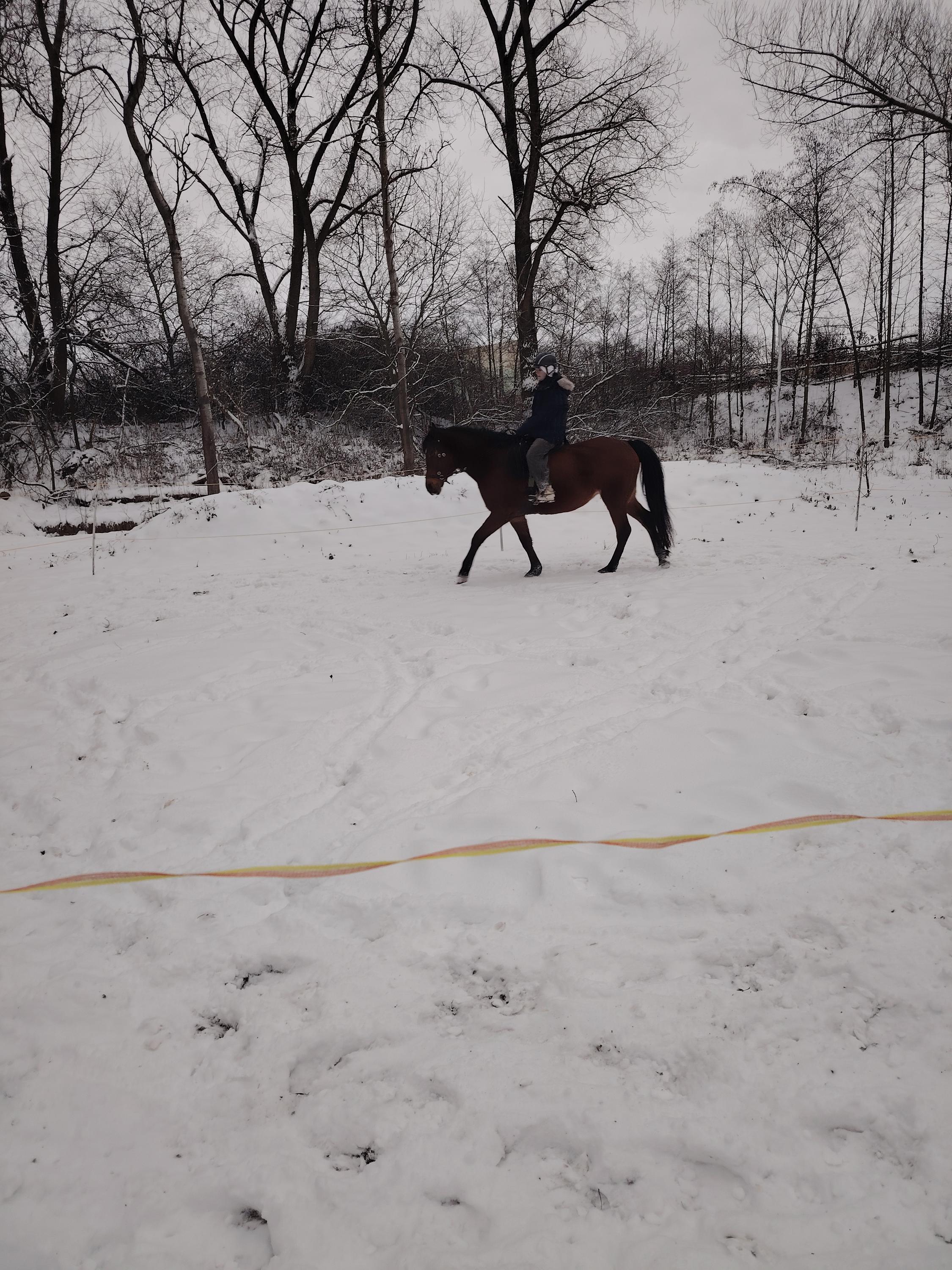 Šokland pastviny pro volný chov foto 6