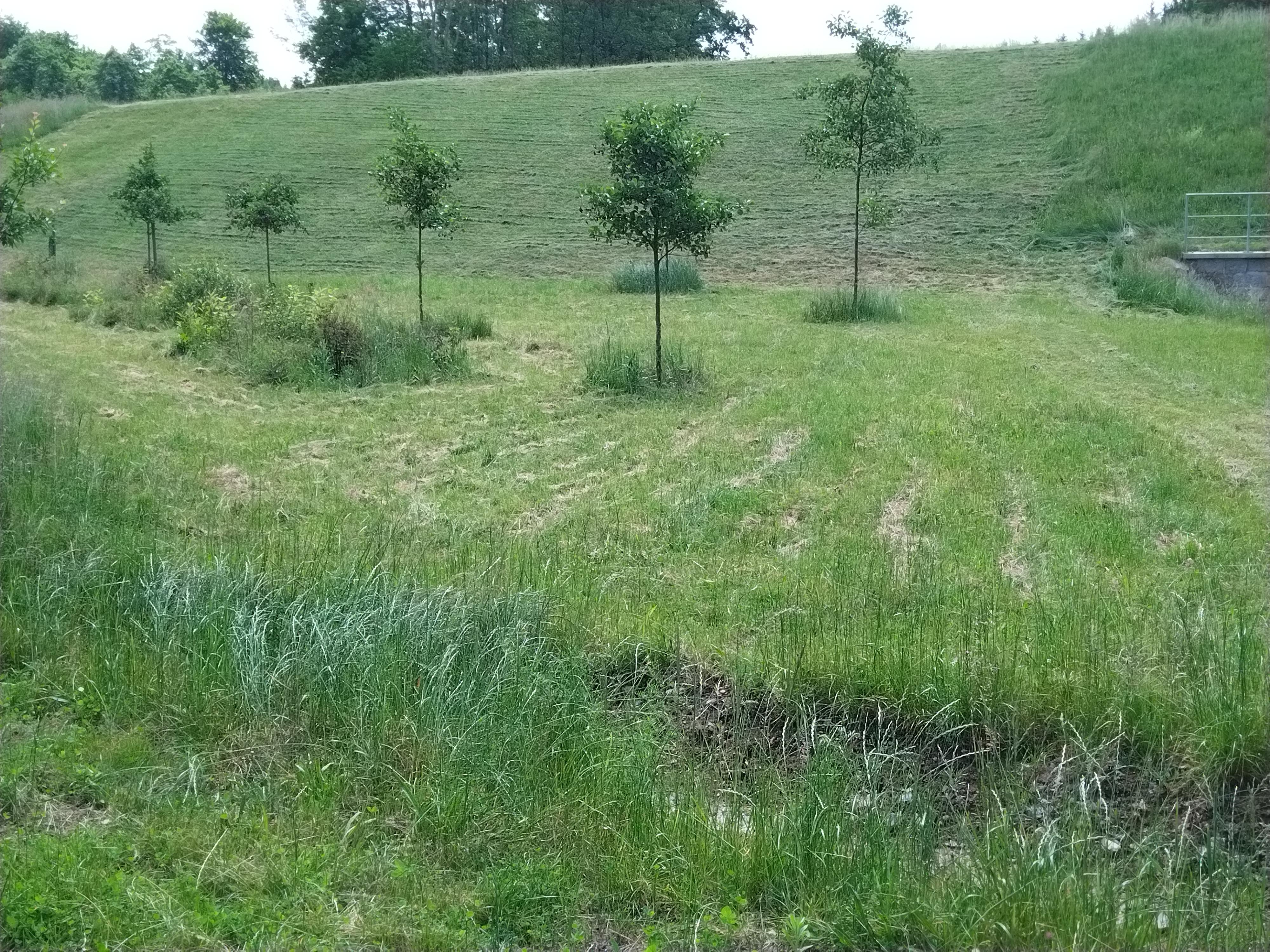 ToLiVGarden foto 2