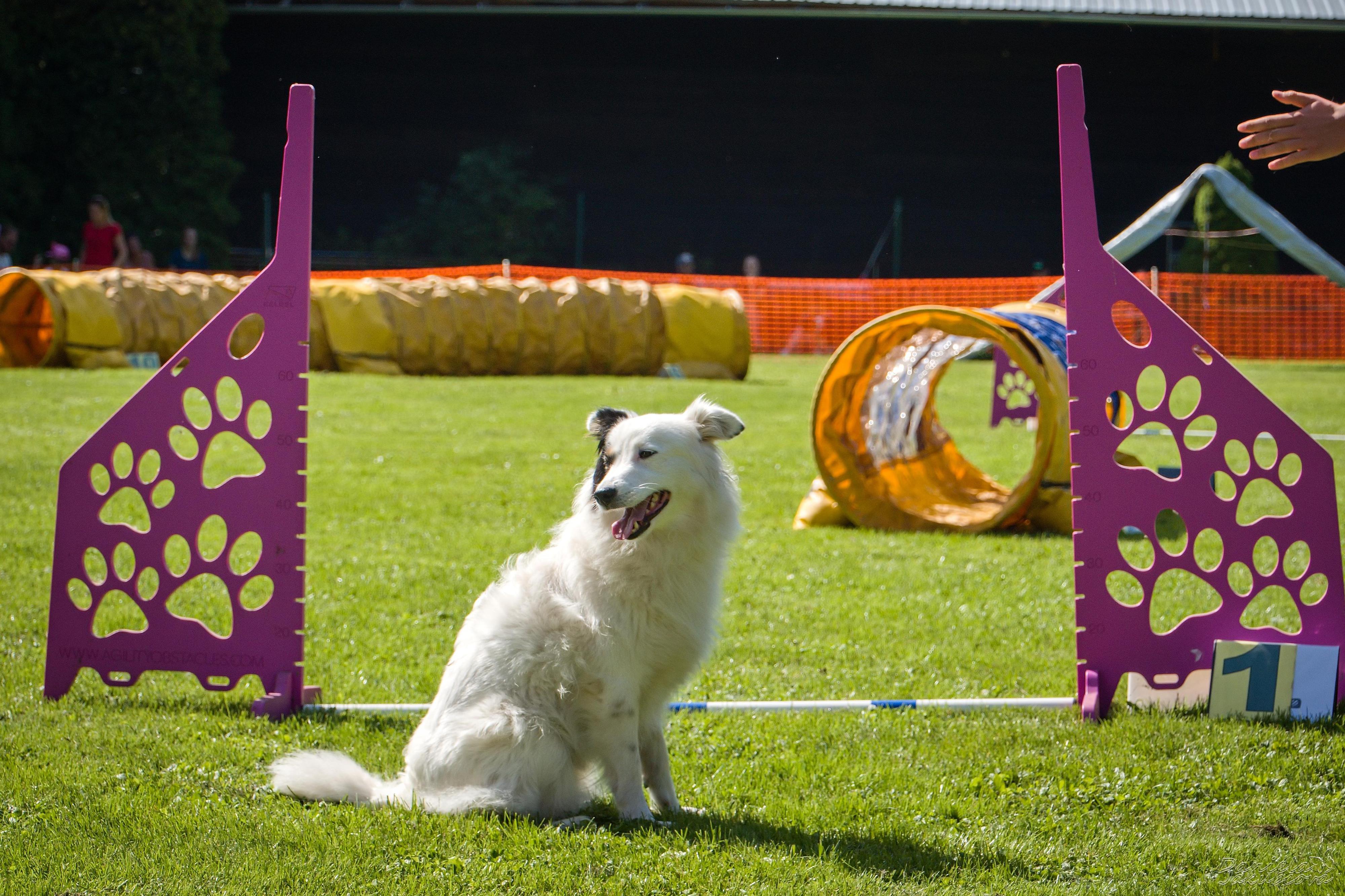 Klub agility České republiky
