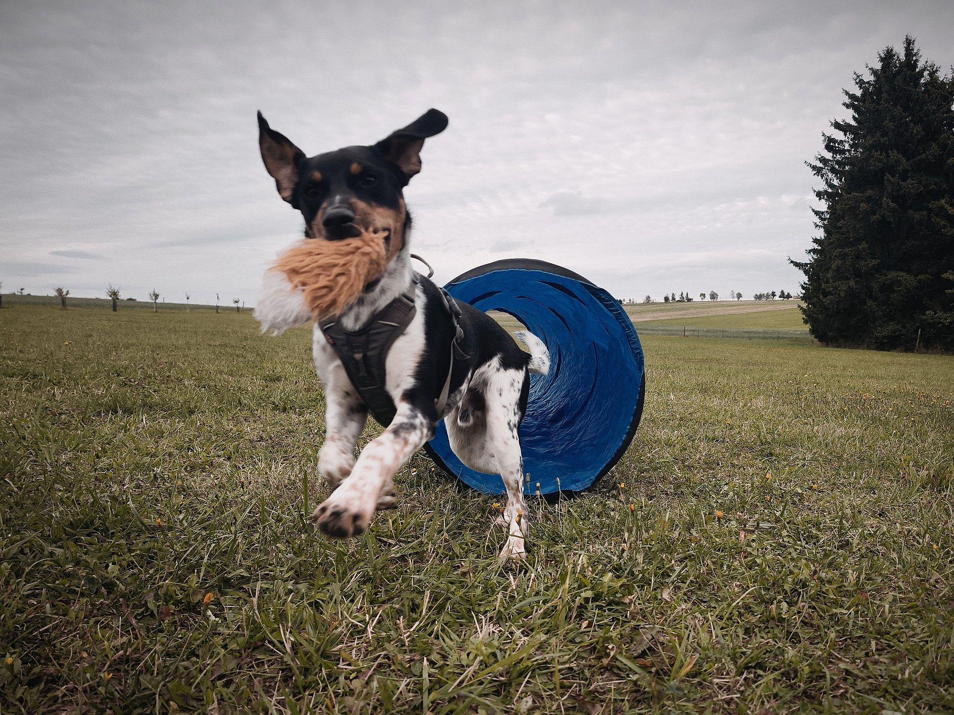 Psí škola Němčice foto 3