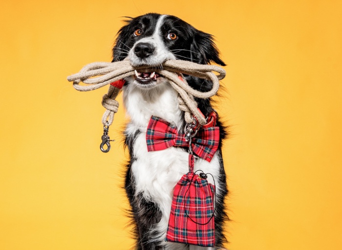 FUNKY DOG foto 4