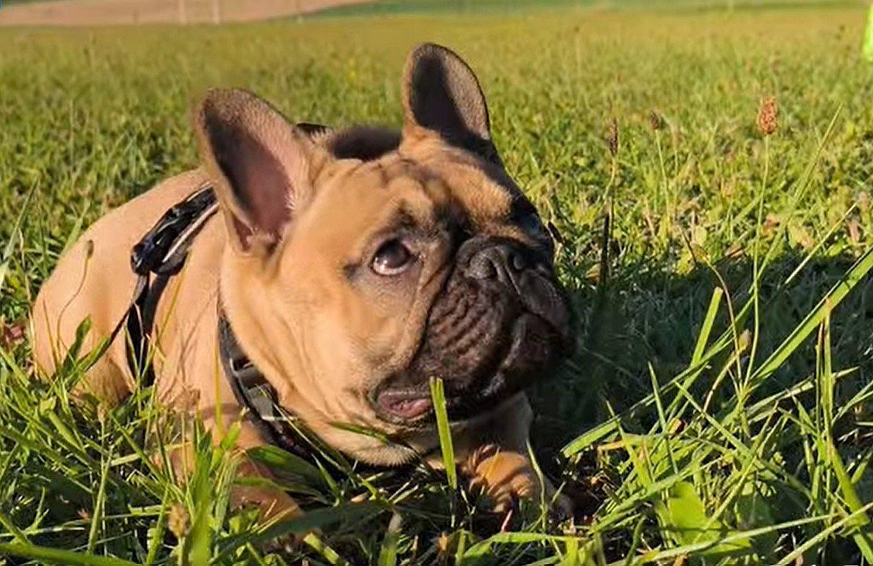 Psí škola Němčice foto 4