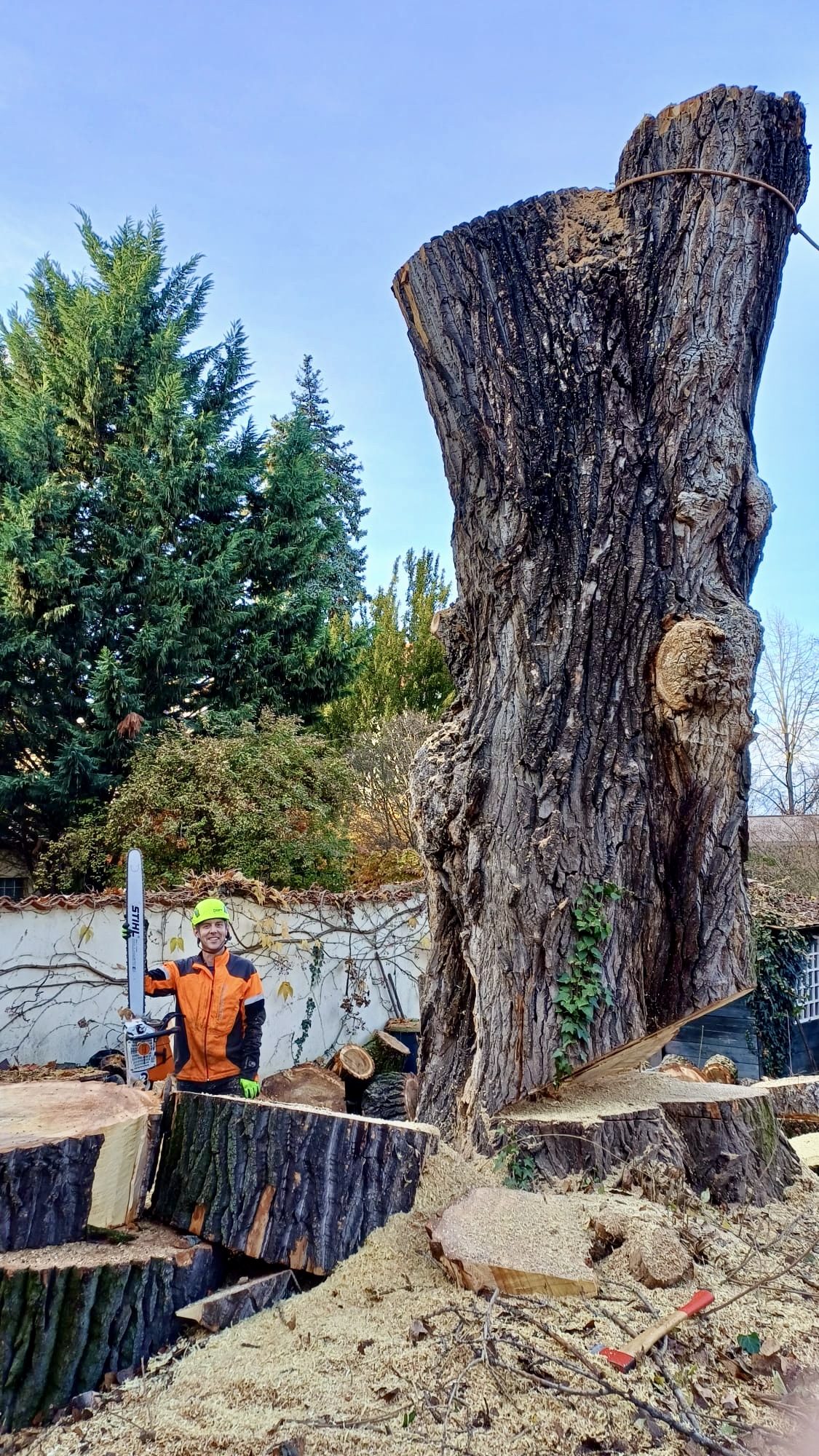 ARBEX - Prořezy a rizikové kácení stromů foto 3