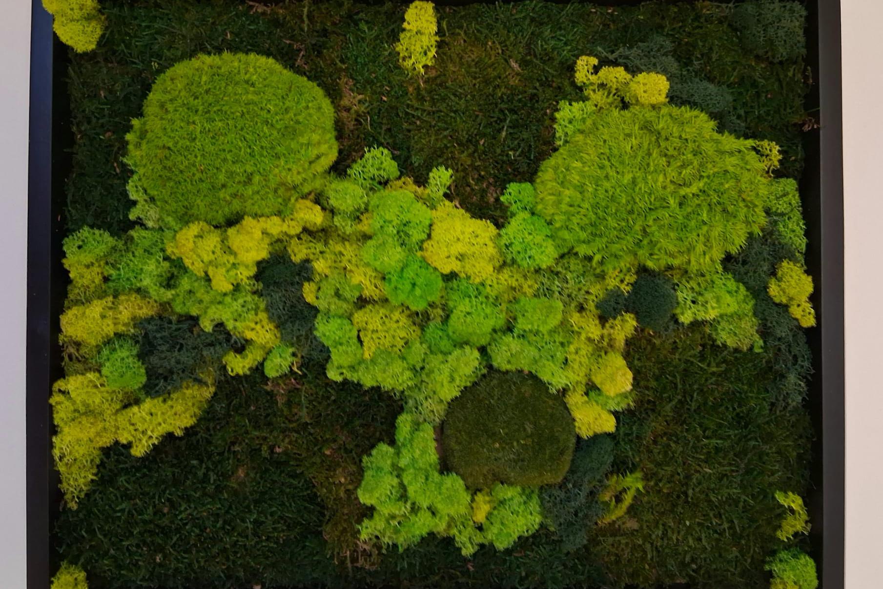 Hledáte obrázky mechu pro vaši společnost?