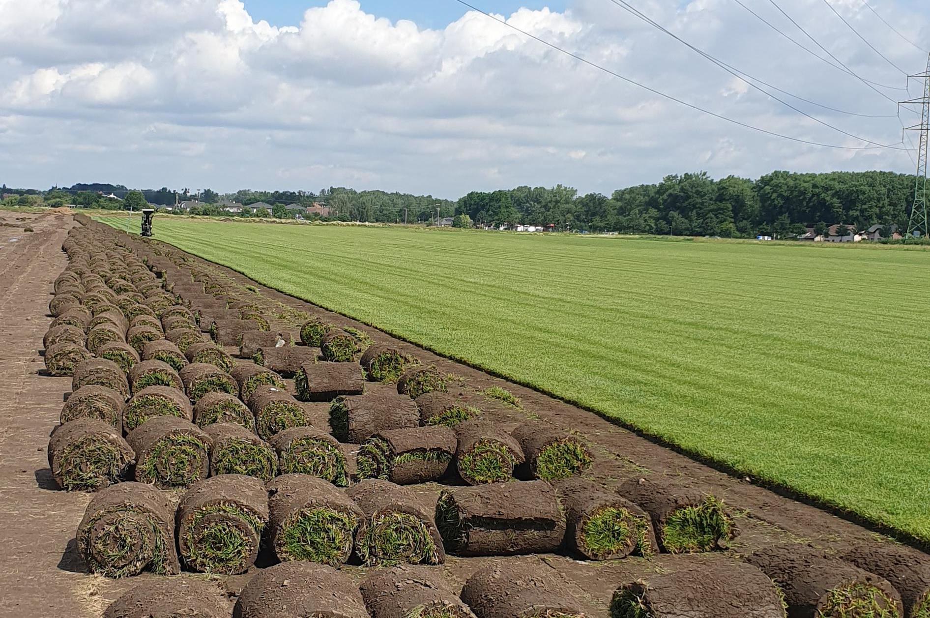 Travní koberce objednávky na r. 2026