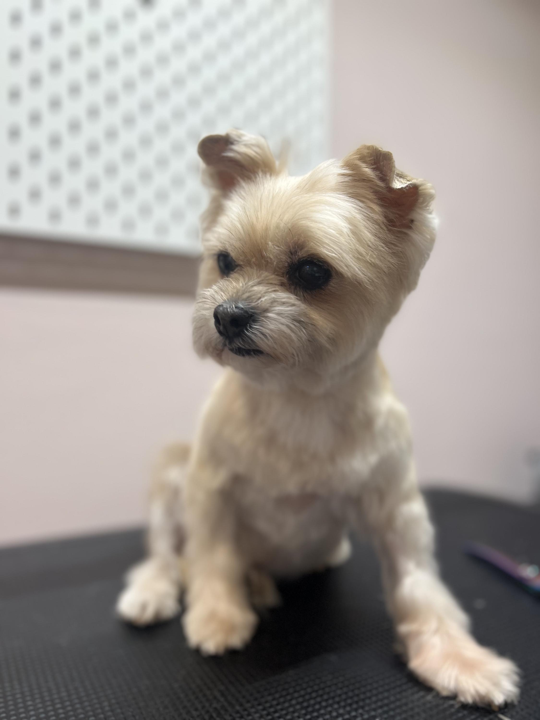 Pet&Friend grooming studio foto 5