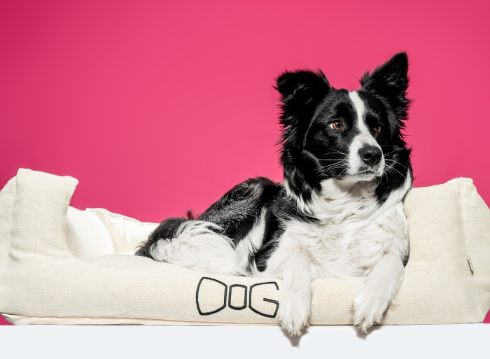 FUNKY DOG foto 5