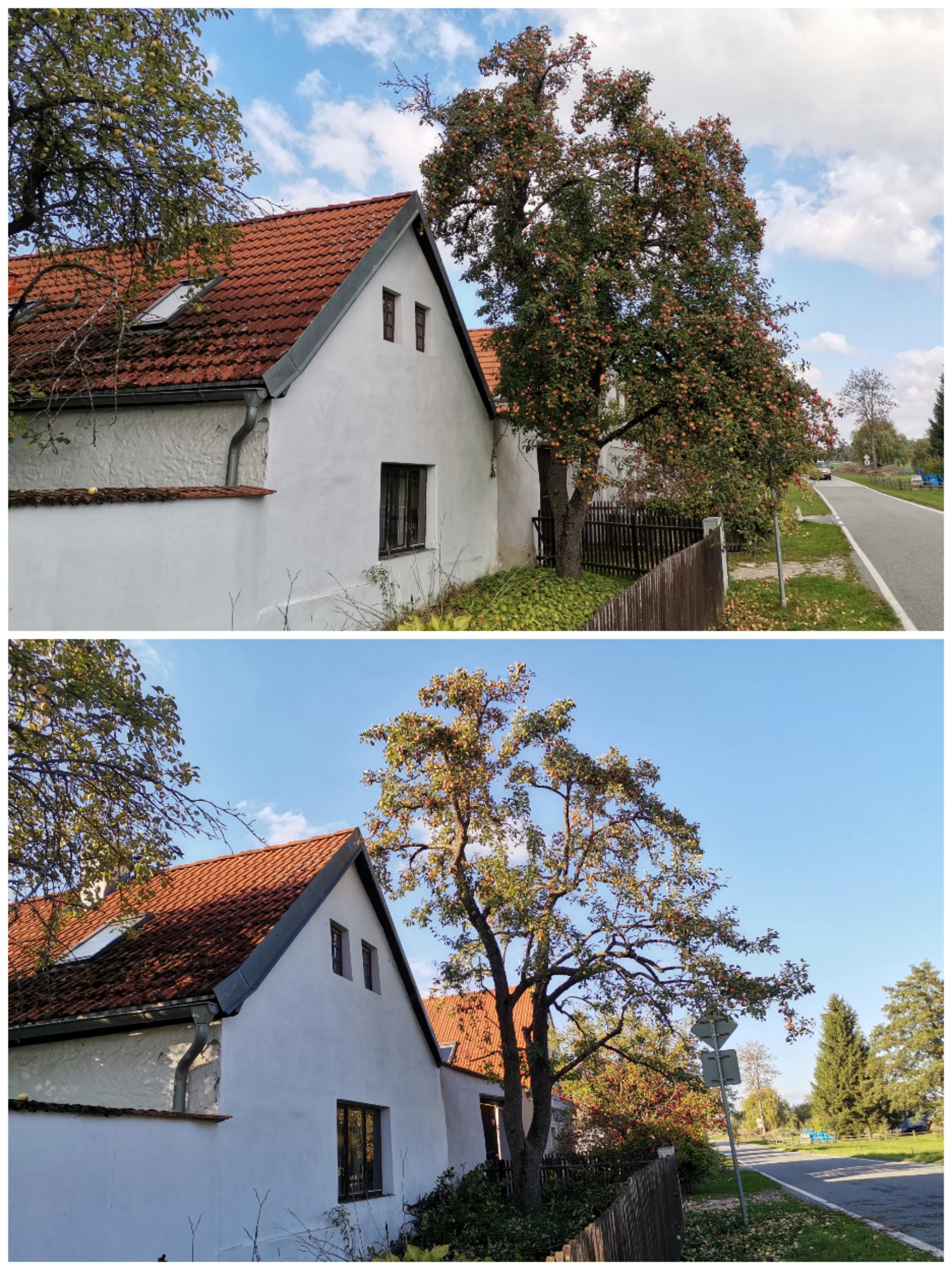 Odborný ořez stromů Ing. Martin Novák foto 2
