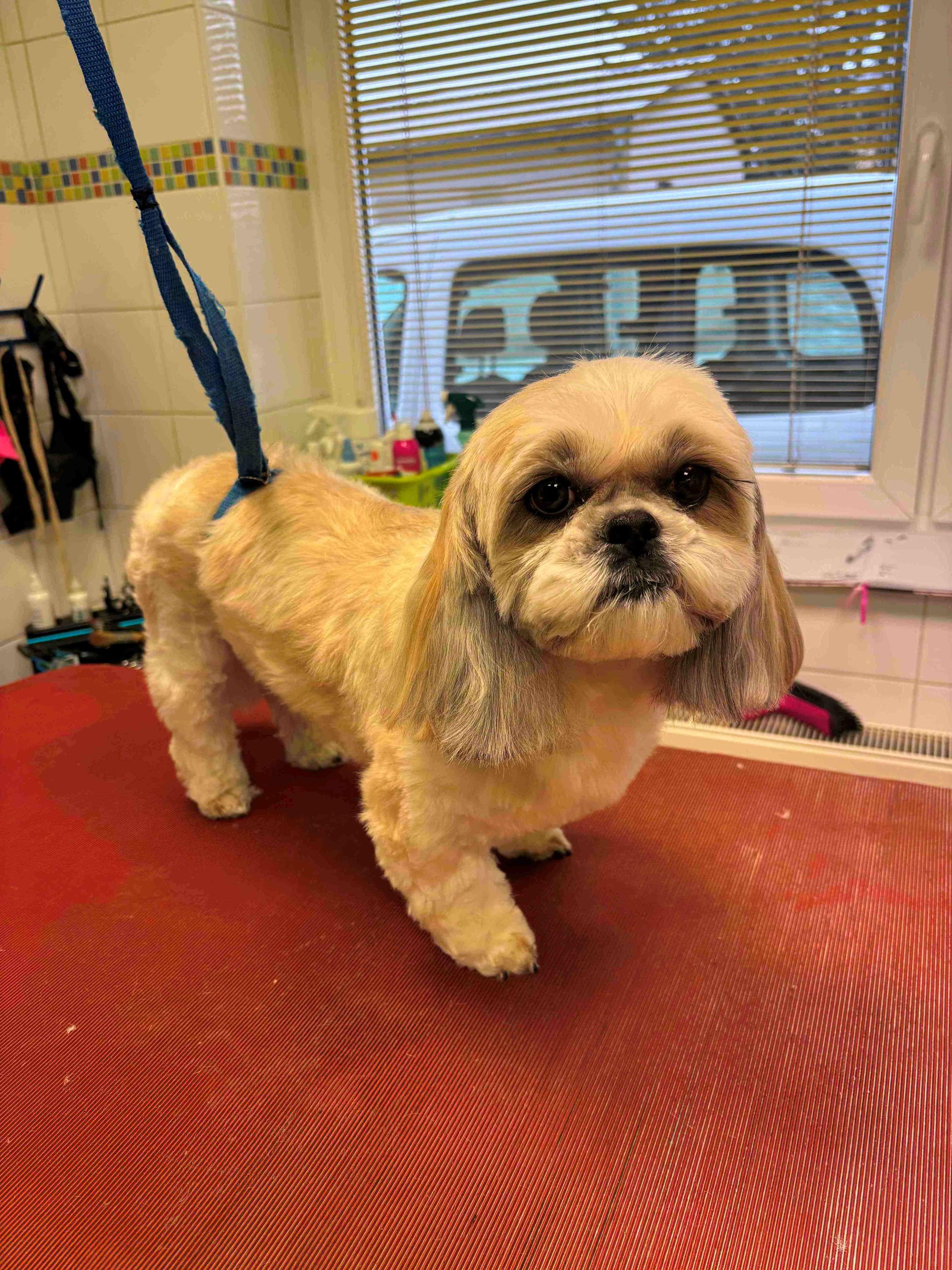 Psí salón Kačka foto 4