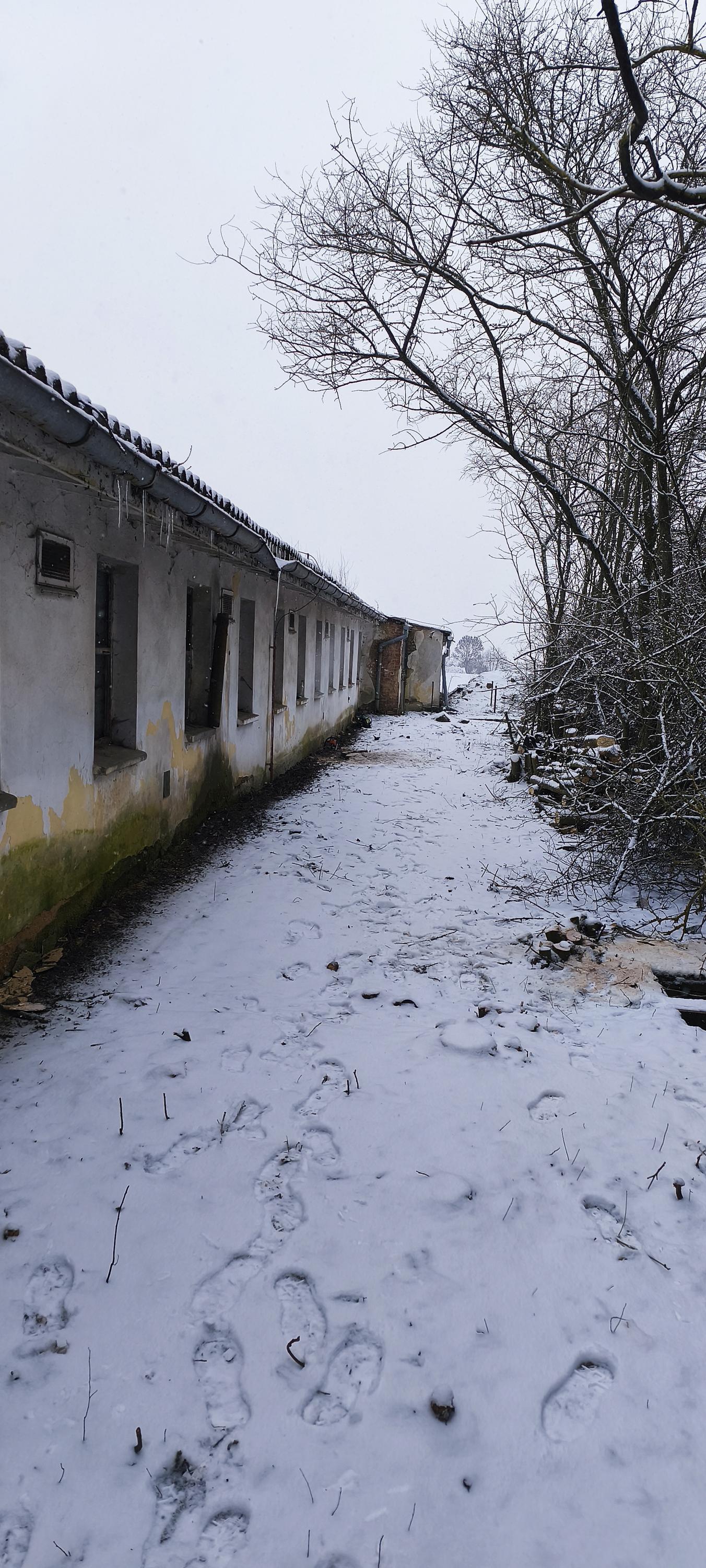 Kácení stromů JP foto 5