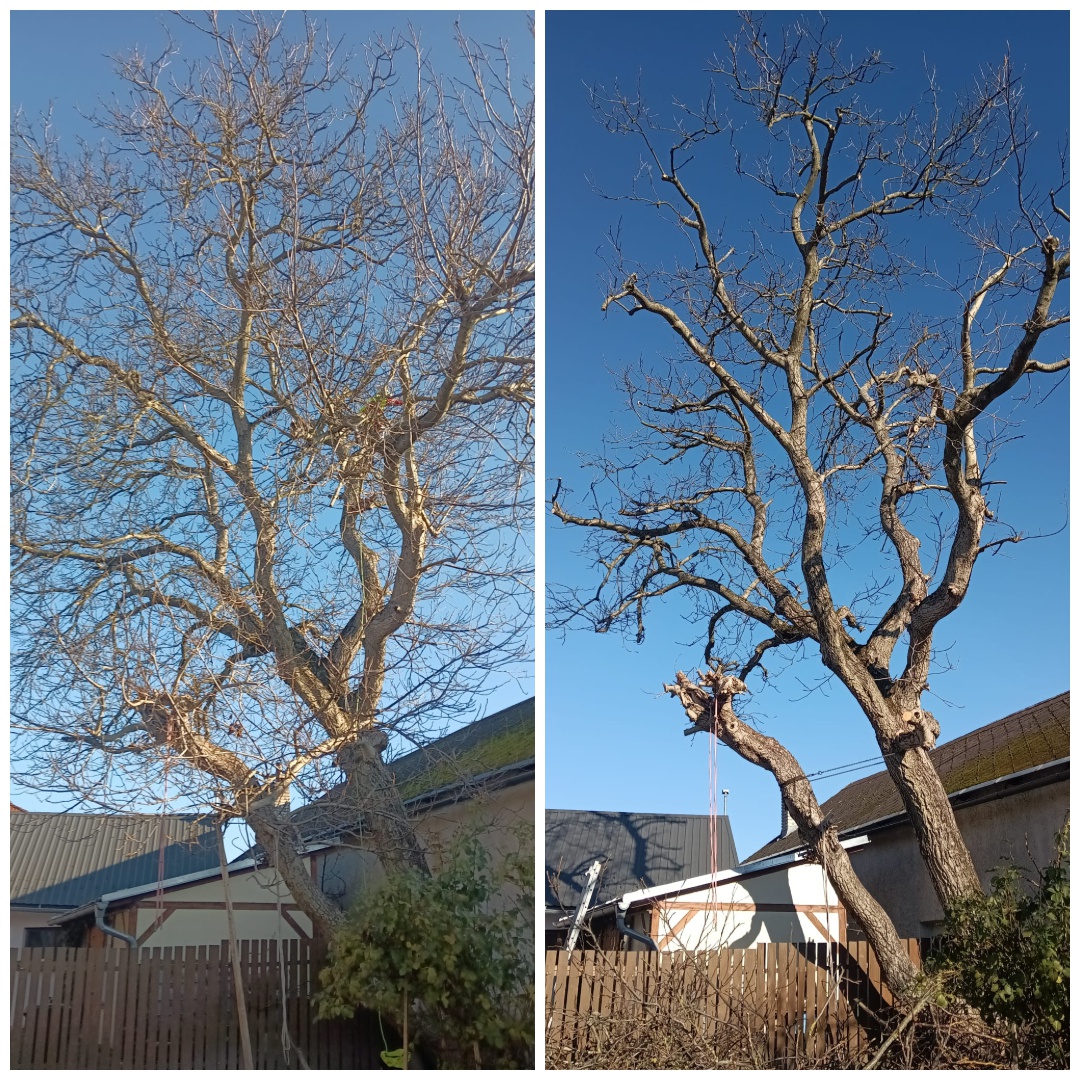Andrej Solomin - Řez - tvarování - kácení foto 5
