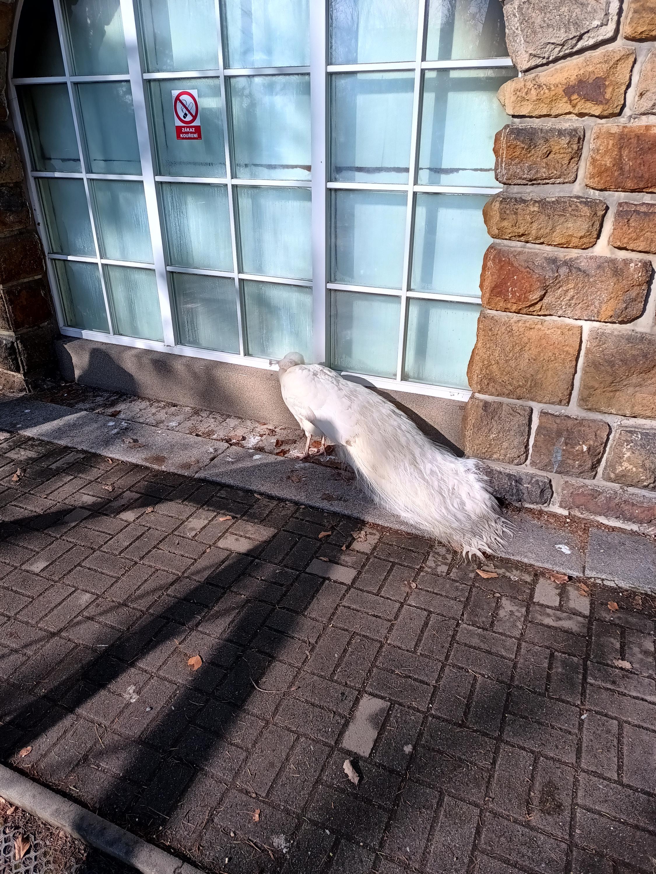 Papilonia – motýlí dům Karlovy Vary foto 3