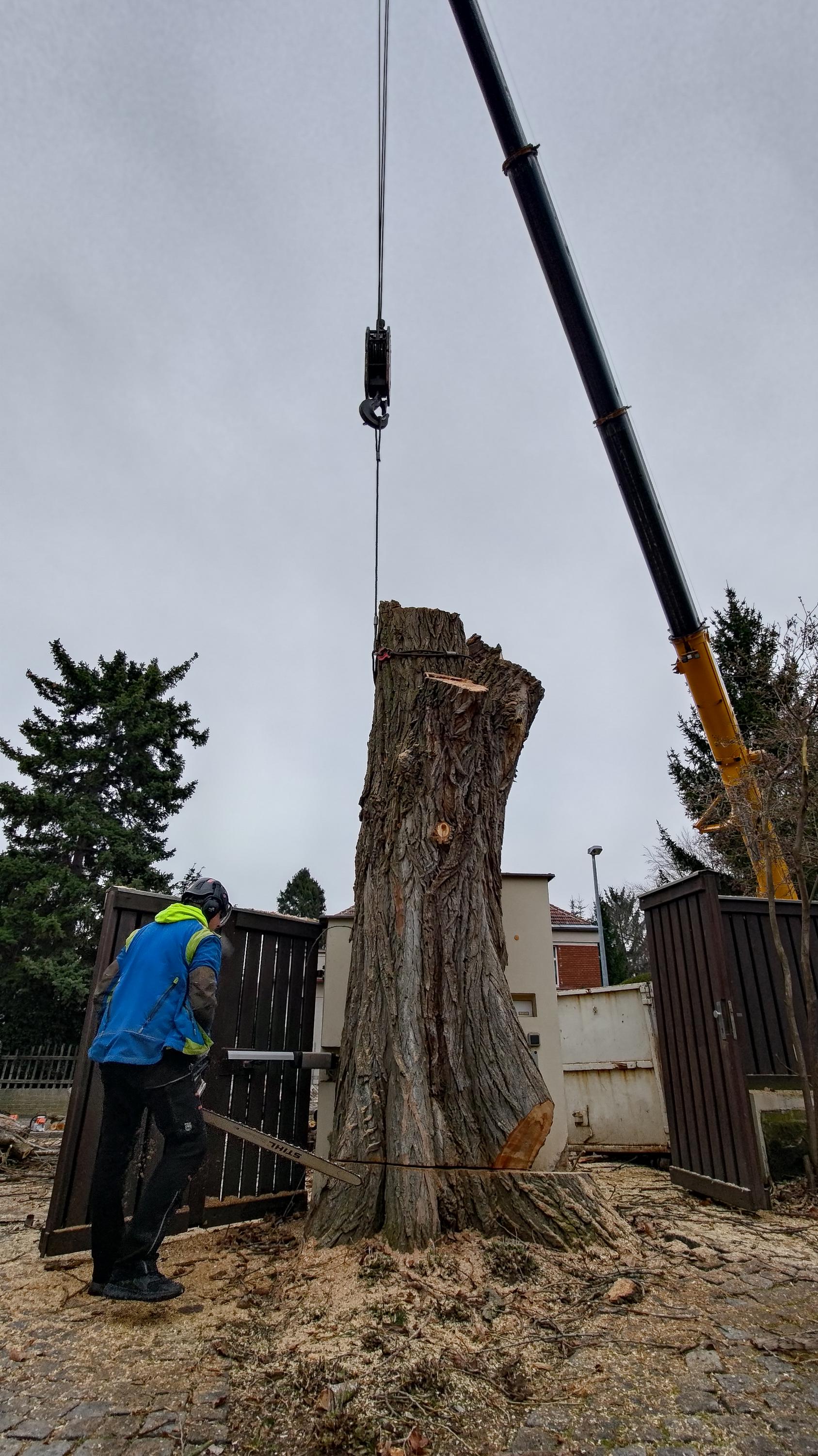 Petr Breuer - hodnocení a péče o stromy foto 3