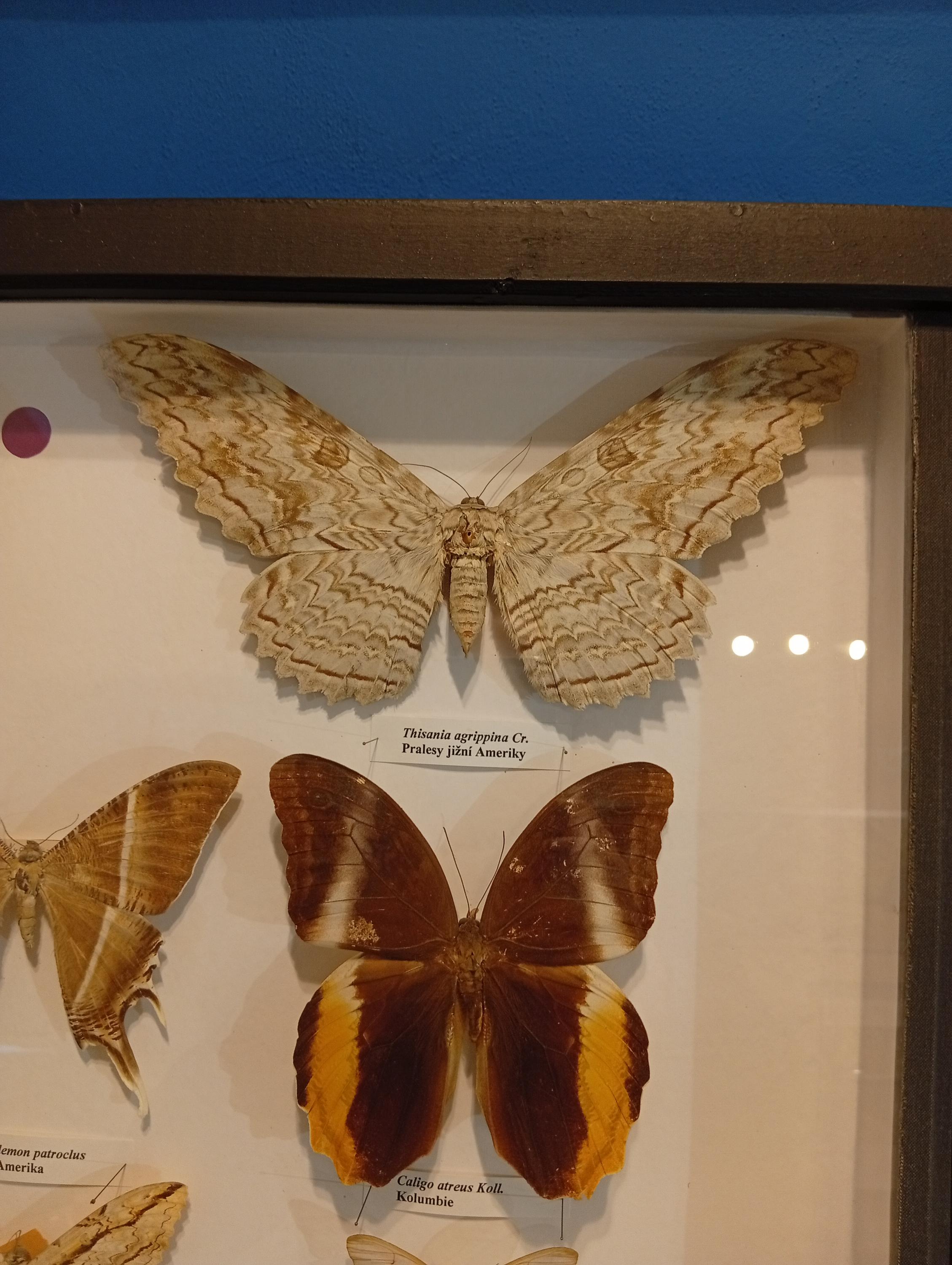 Vlastivědné muzeum a galerie v České Lípě foto 4
