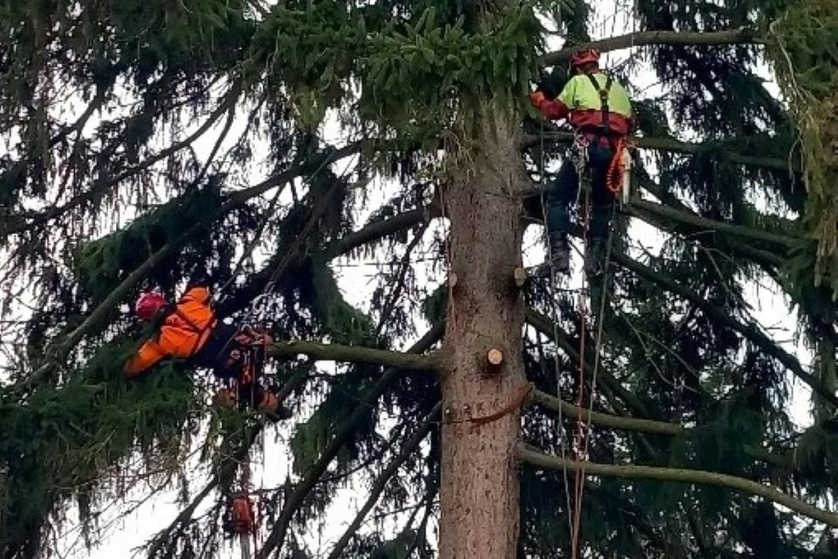 Rizikové kácení stromů - Vilém Lehar