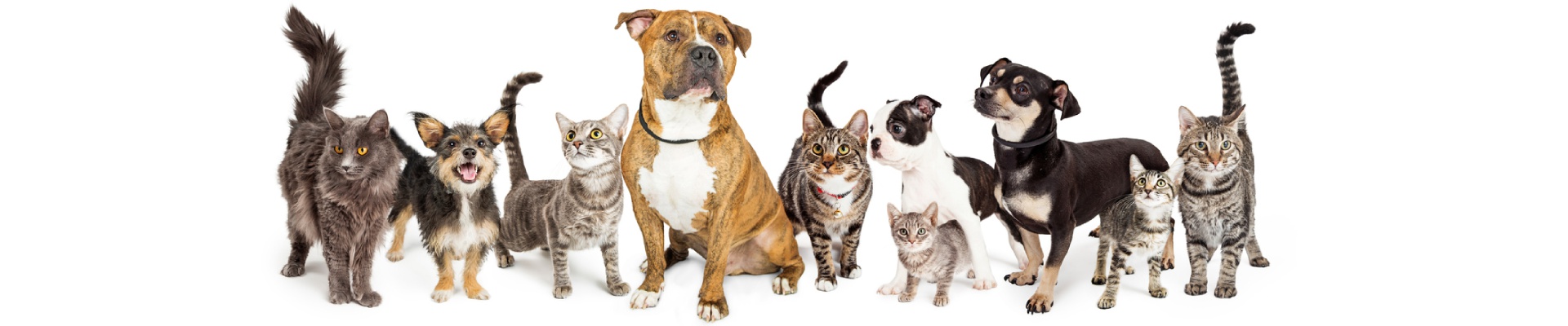 Cover image Sonda.cz - veterinární klinika, sanitka a veterinář k vám domů