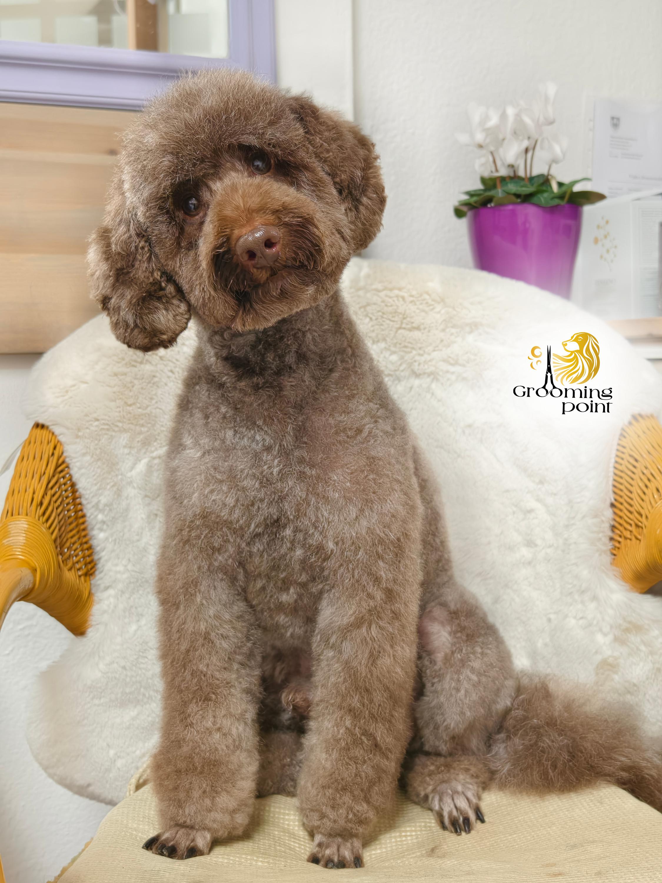 Grooming point foto 4