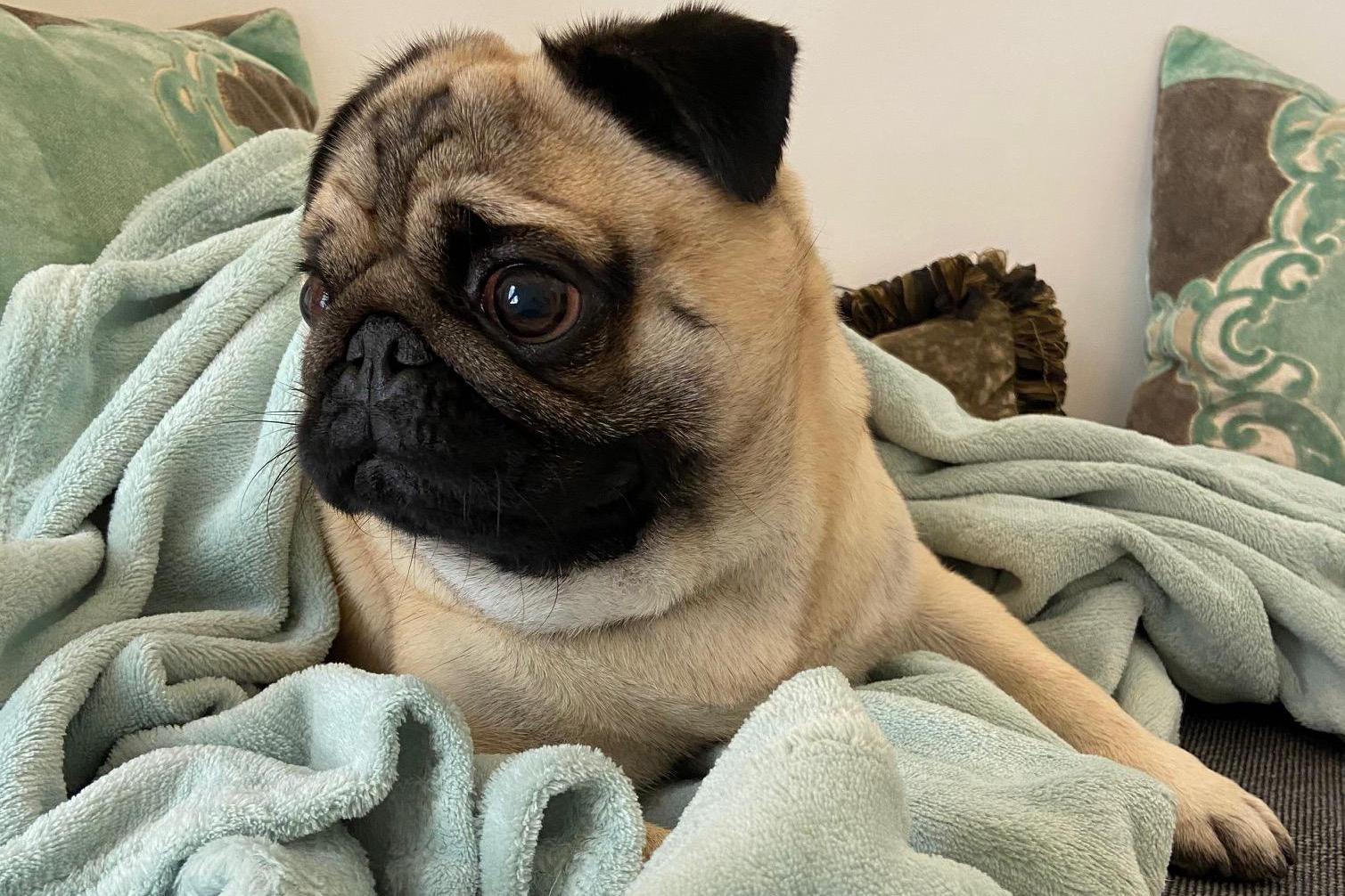 Mýtí hladkosrstých, ošetření drápku a uší IHNED