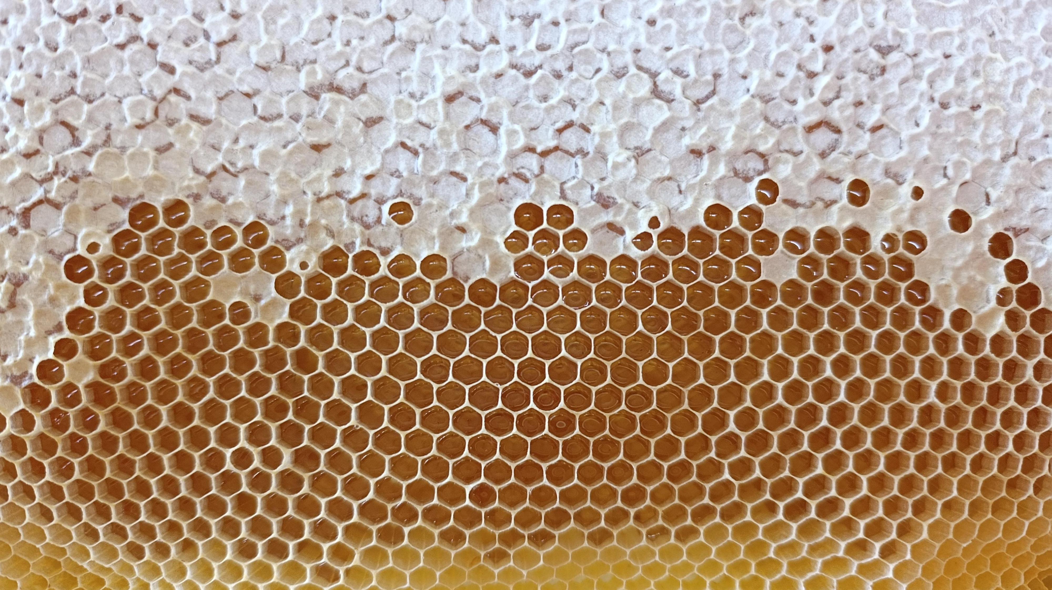 Prodej medu - Petr Sýkora foto 1