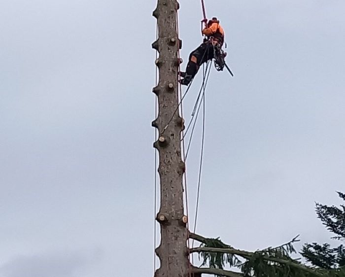 Rizikové kácení stromů - Vilém Lehar foto 2