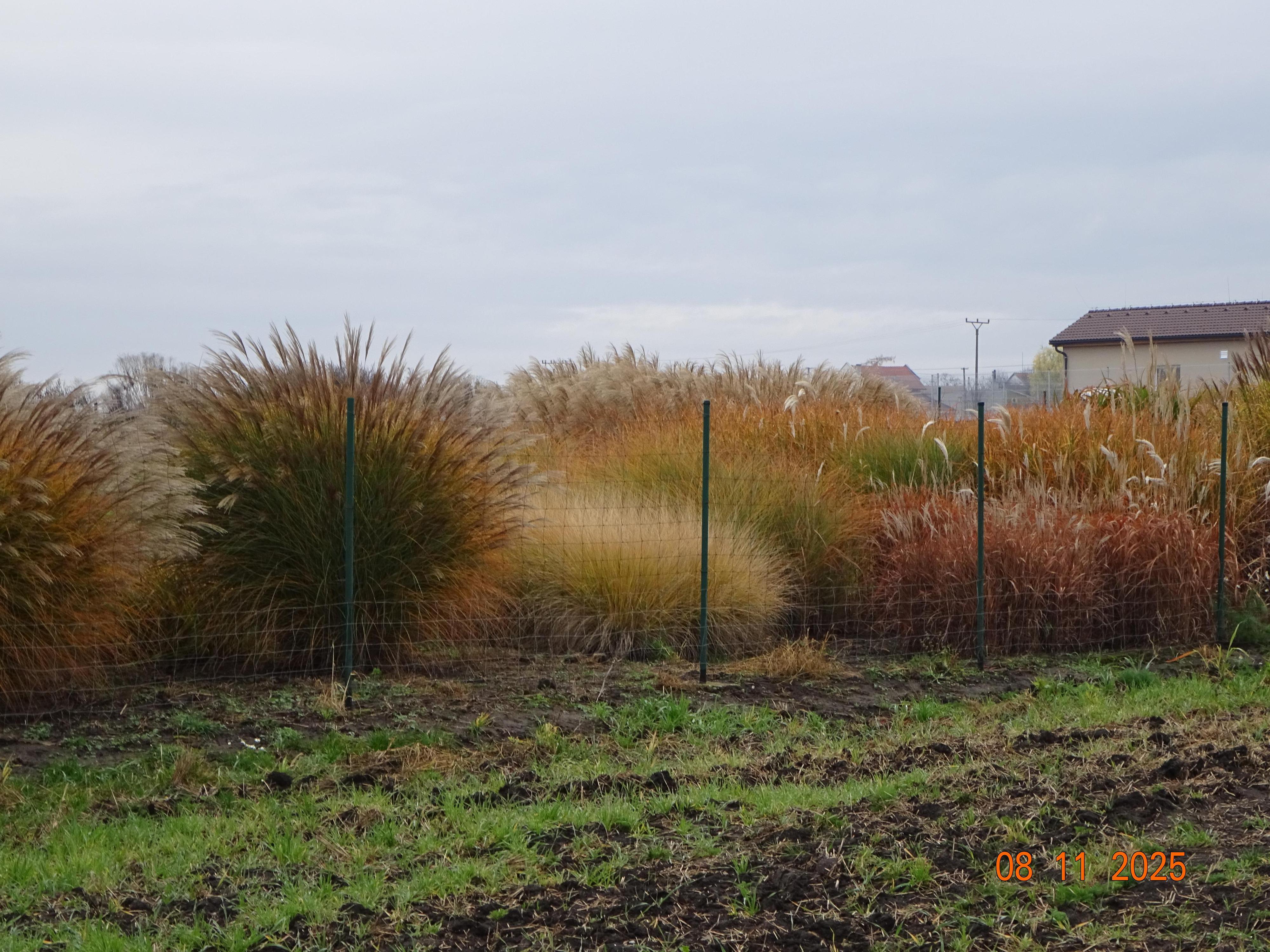 MRVA-okrasné trávy, trvalky s.r.o. foto 5