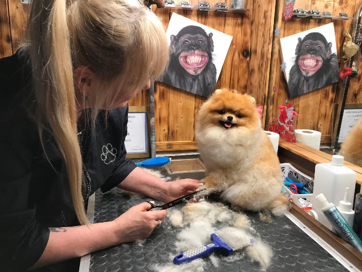 PetGrooming Company foto 4